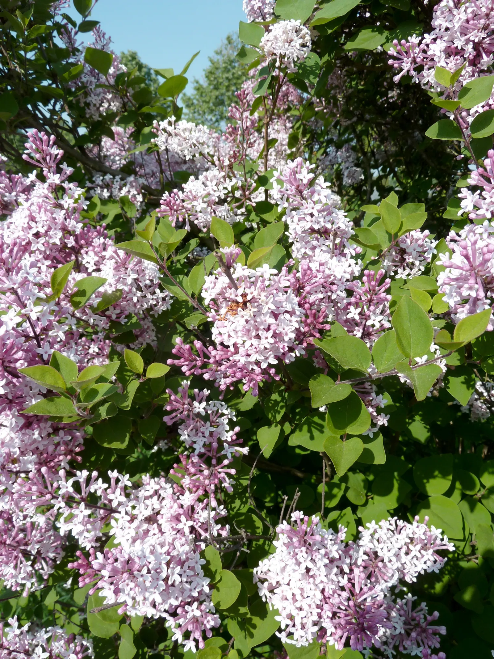 Dwarf Korean Lilac (Syringa Meyeri) — it favors a neutral to slightly acidic pH