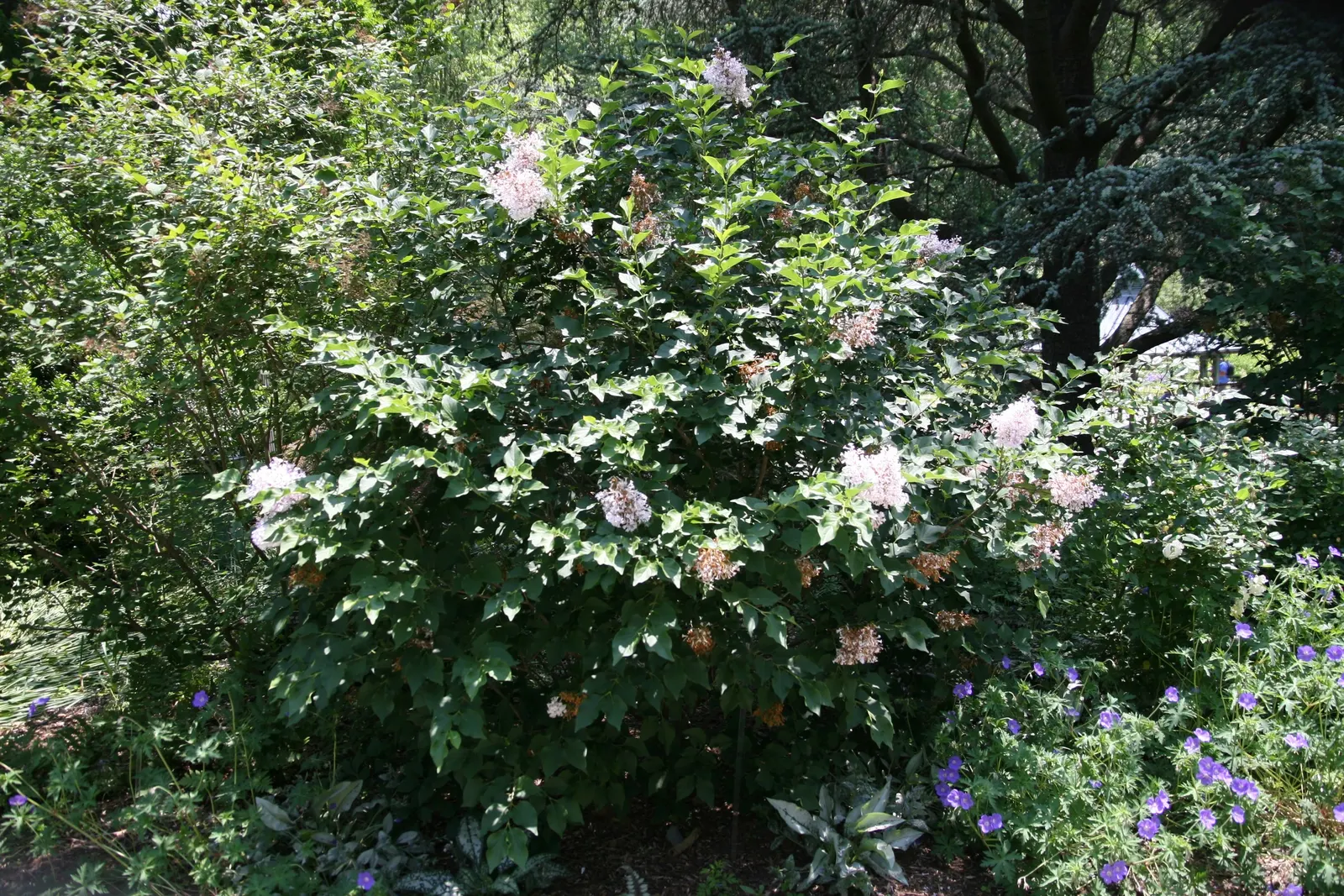 Dwarf Korean Lilac (Syringa Meyeri) — scientifically named Syringa meyeri