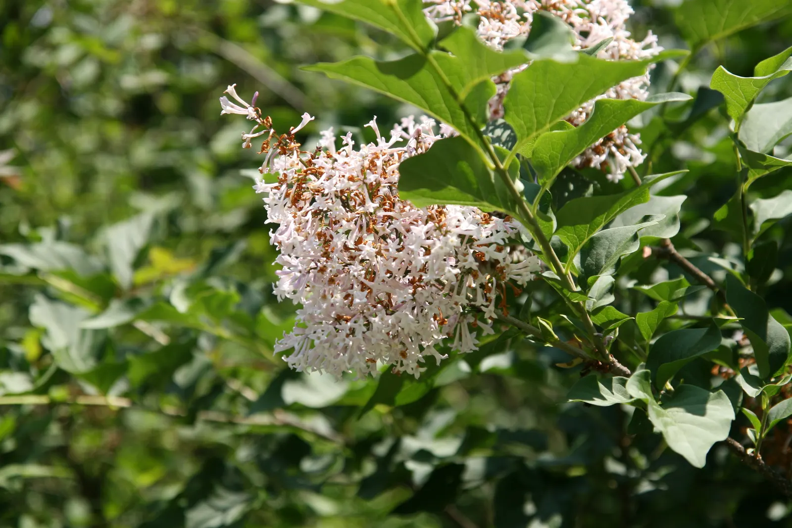 Dwarf Korean Lilac (Syringa Meyeri) — It thrives in well-drained loam with moderate moisture levels