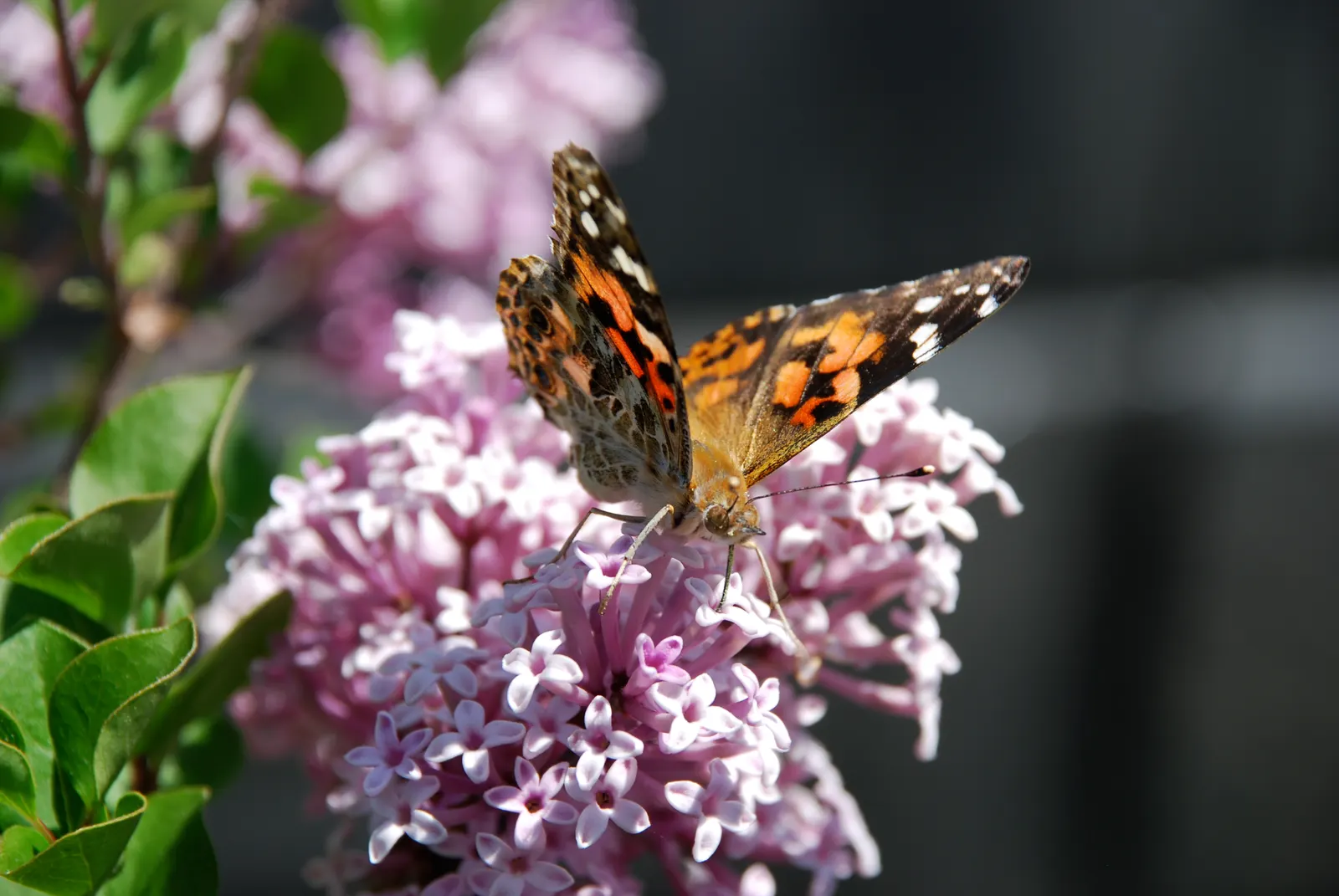 Dwarf Korean Lilac (Syringa Meyeri) — Each cluster measures approximately 2 to 4 inches long