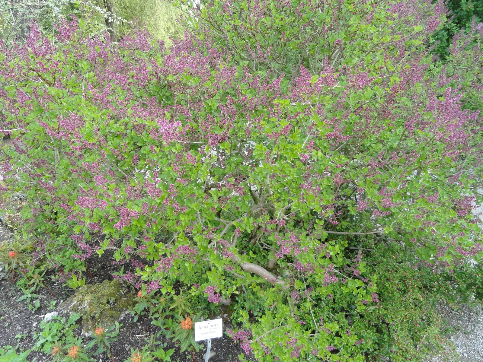 Dwarf Korean Lilac (Syringa Meyeri) — shrub for full or half