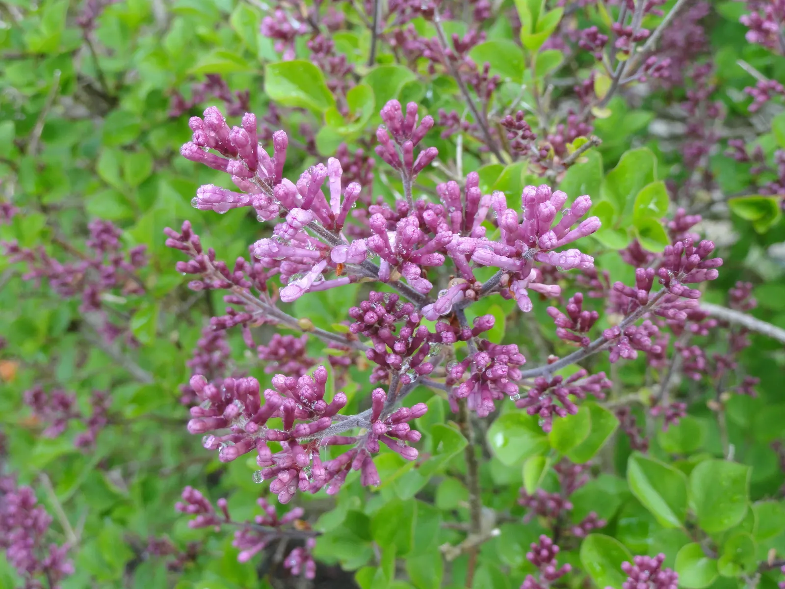Dwarf Korean Lilac (Syringa Meyeri) — or as a stand-alone specimen in a client's garden design