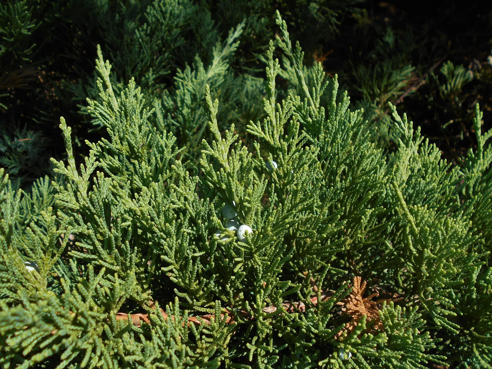 Parson's Juniper (Juniperus Chinensis 'Parsonii') — needle-like leaves provide year-round interest