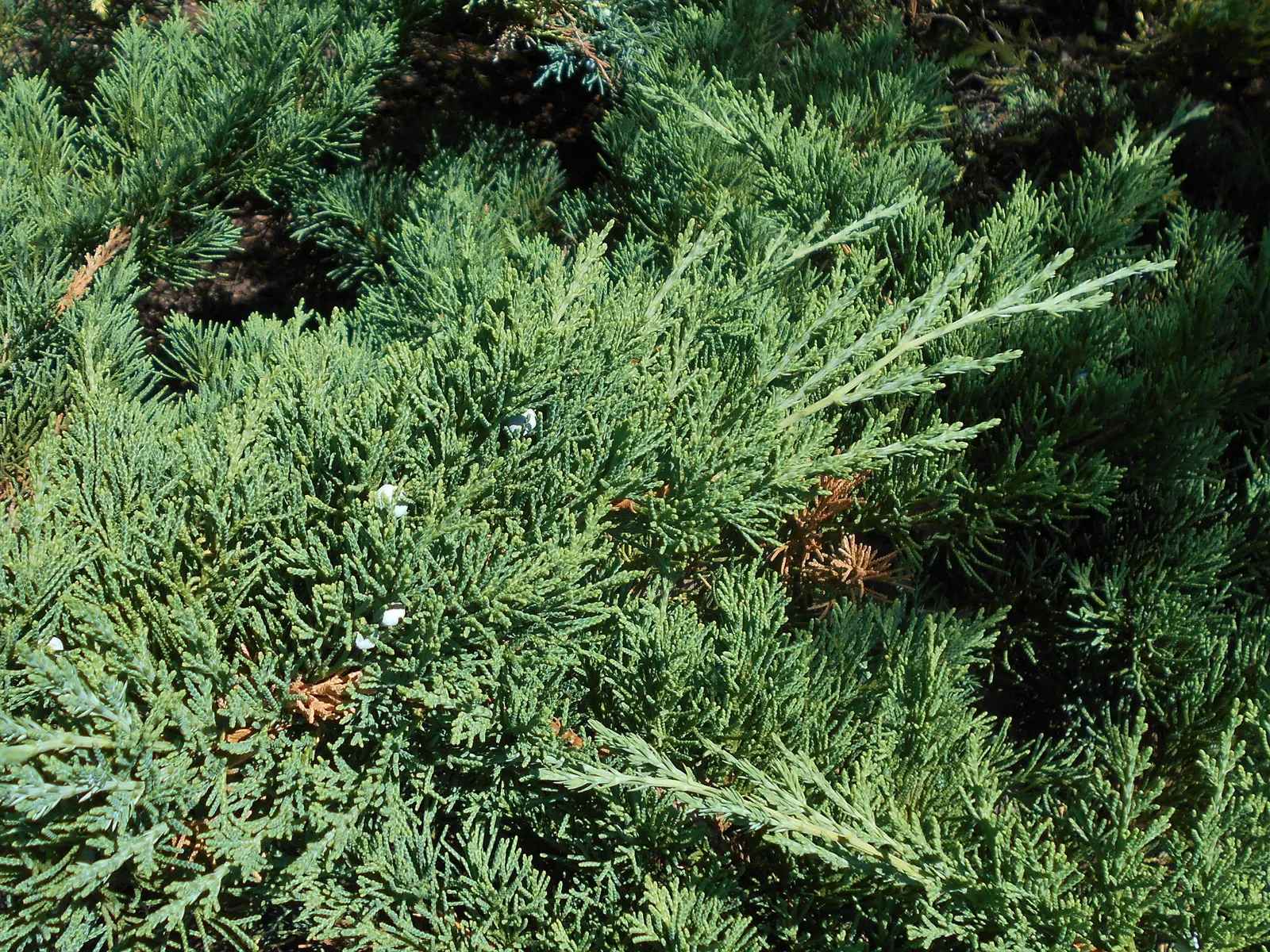 Parson's Juniper (Juniperus Chinensis 'Parsonii') — With a preference for full sun, it's adaptable to various soils but requires good drainage