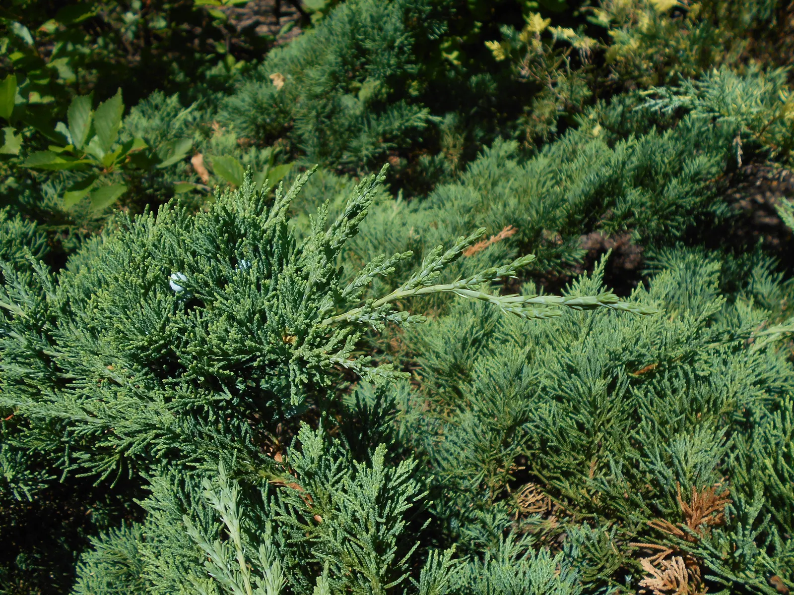 Parson's Juniper (Juniperus Chinensis 'Parsonii') — It spans up to 5-8 feet and stands about 1-2 feet high