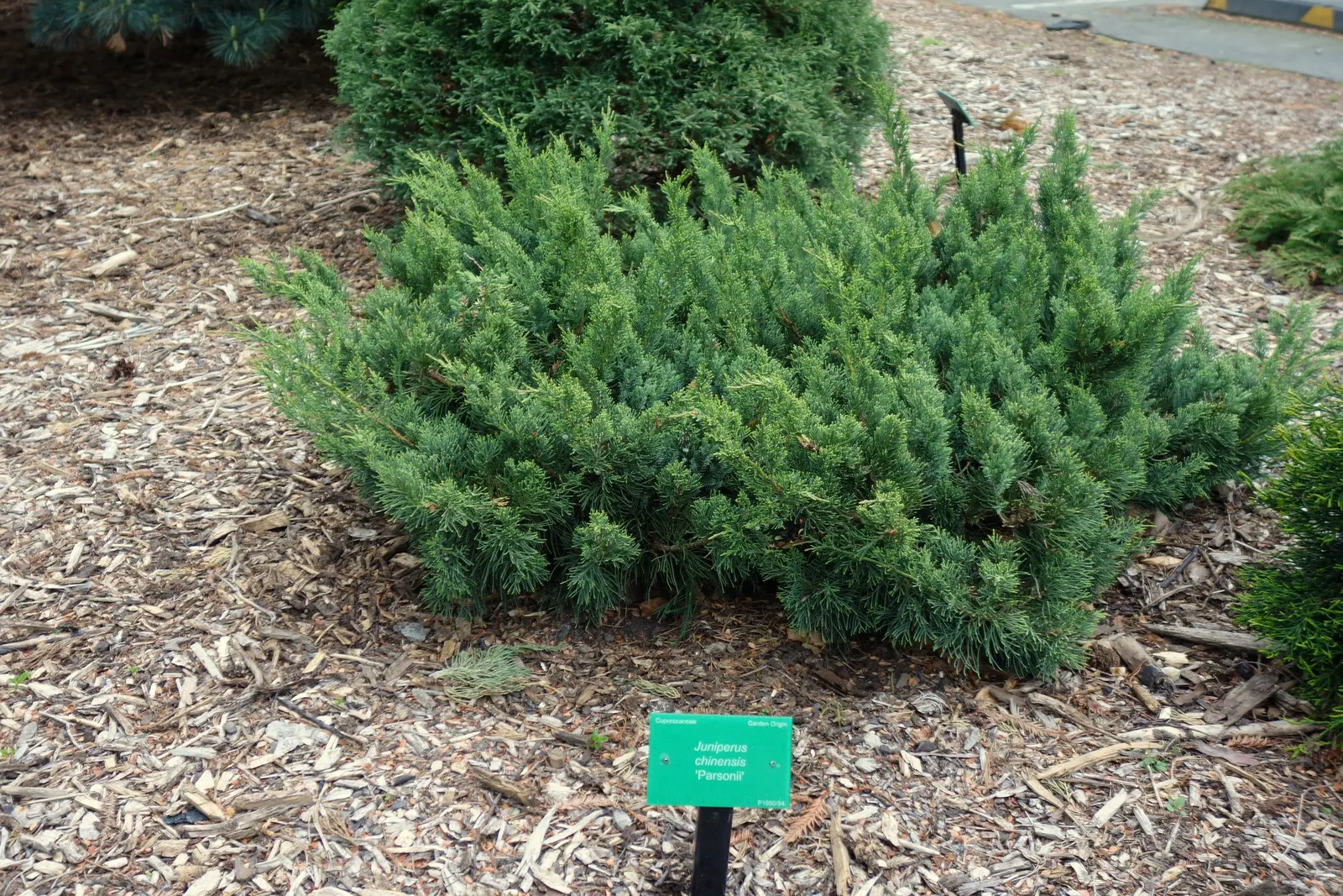 Parson's Juniper (Juniperus Chinensis 'Parsonii') — The Parson's Juniper (Juniperus chinensis 'Parsonii') is a durable evergreen ground cover known for its