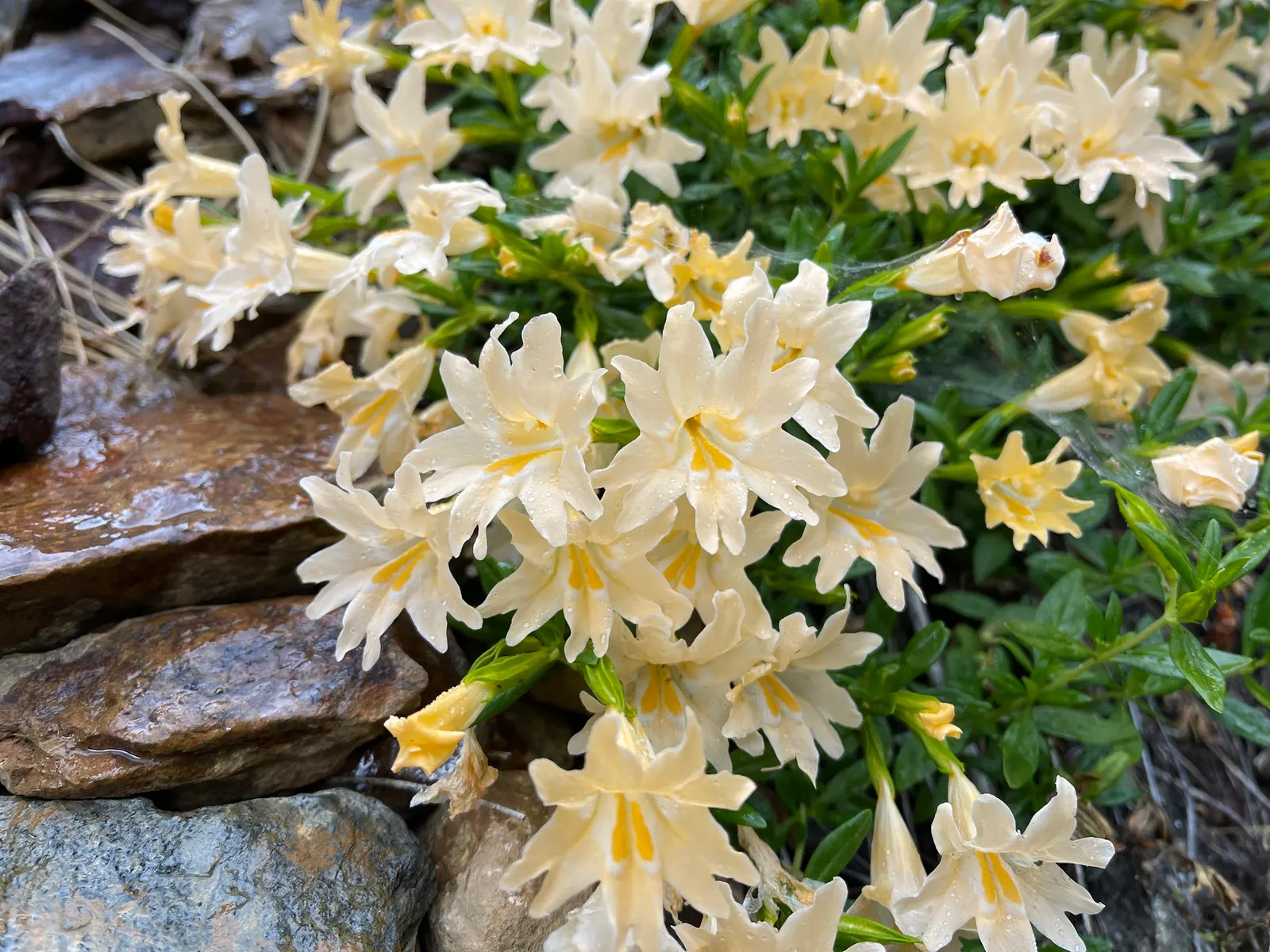 Sierra Bush Monkeyflower (Diplacus Grandiflorus) — Diplacus grandiflorus, or Sierra Bush Monkeyflower, is a vibrant perennial native to California