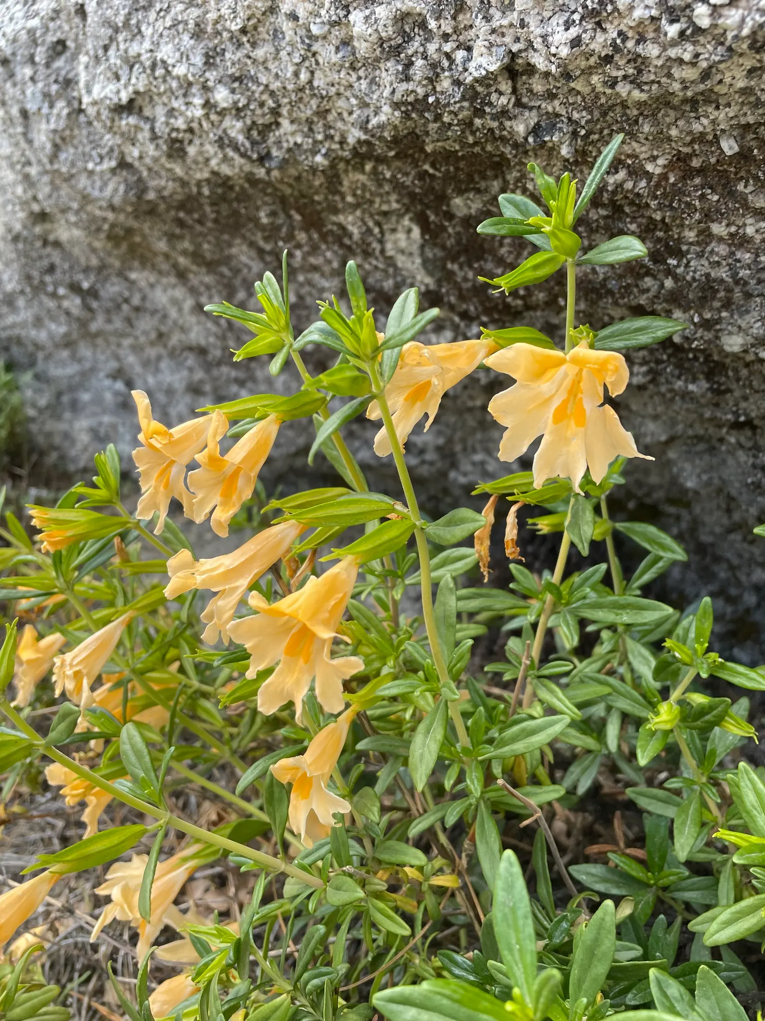 Sierra Bush Monkeyflower (Diplacus Grandiflorus) — This shrub reaches 1-3 ft in height, bearing large, showy orange to reddish flowers in spring and summer