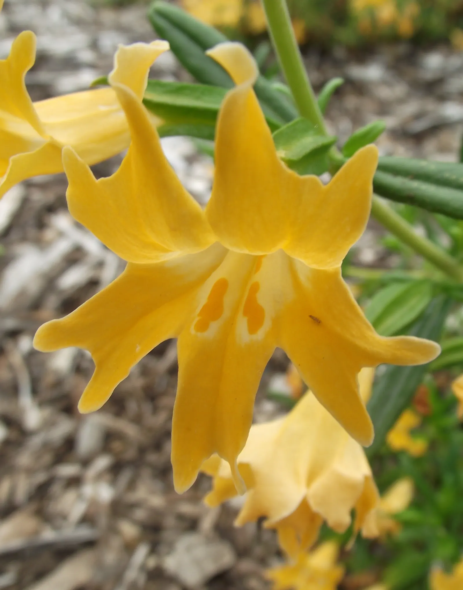 Sierra Bush Monkeyflower (Diplacus Grandiflorus) — It thrives in full sun to partial shade with well-draining soil