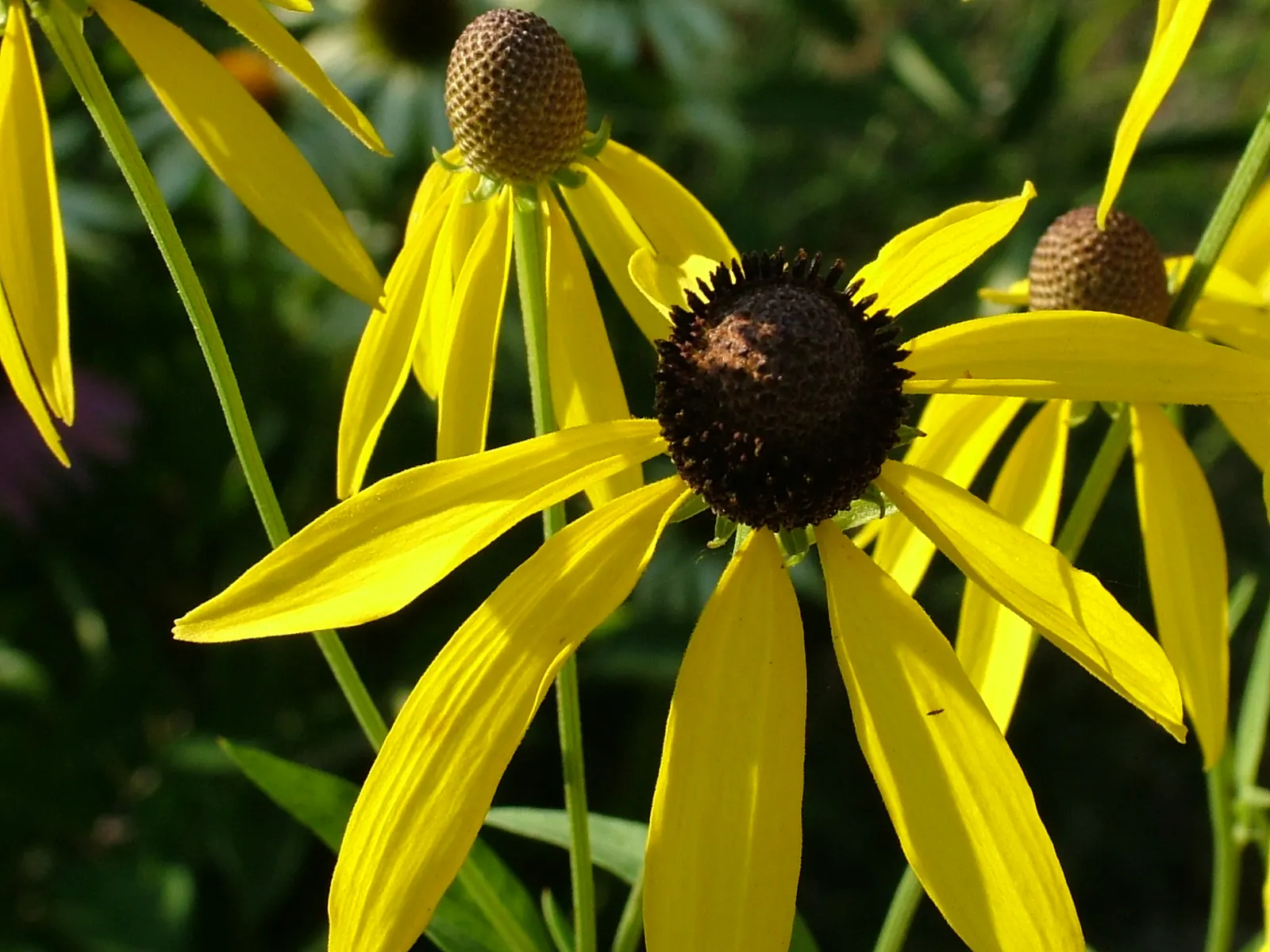 Prairie Coneflower (Ratibida Pinnata) — favoring well-drained soil