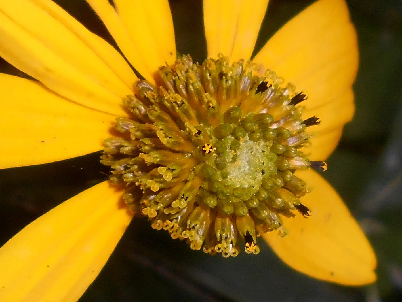 Prairie Coneflower (Ratibida Pinnata) — Blooming occurs from mid-summer to early fall