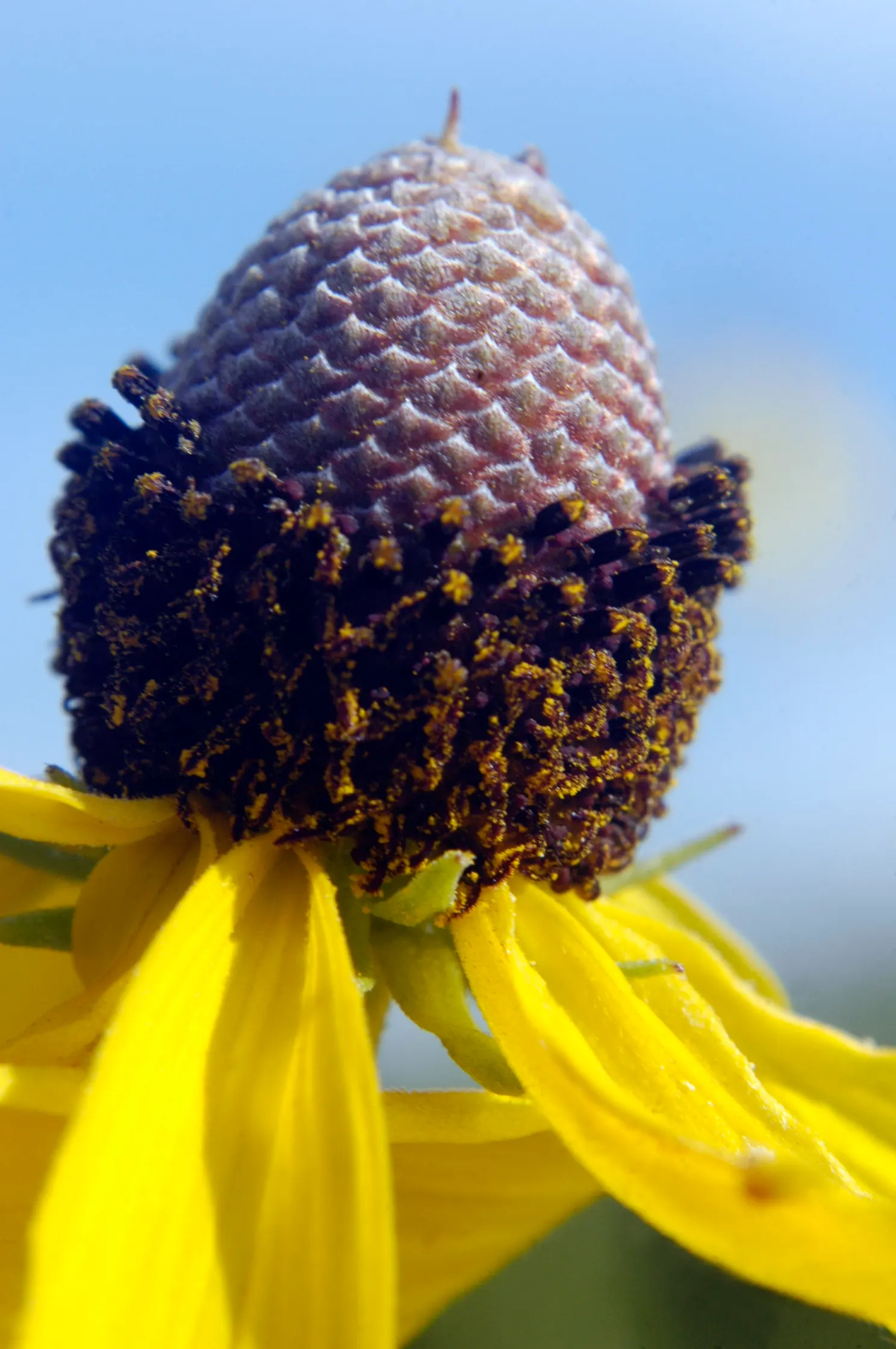 Prairie Coneflower (Ratibida Pinnata) — attracting butterflies and pollinators