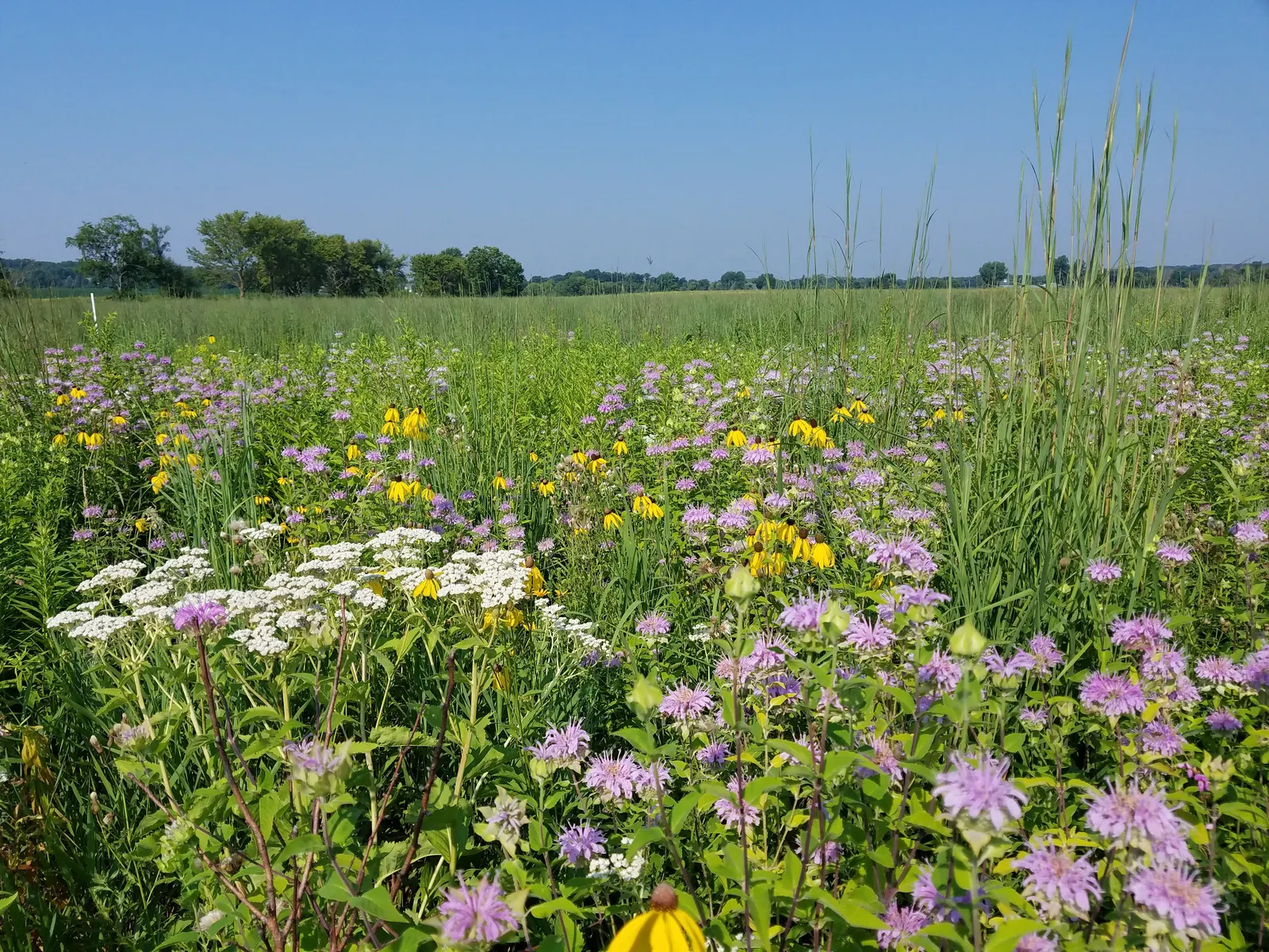 Prairie Coneflower (Ratibida Pinnata) — perennial for full or half; this low-maintenance choice will reward the landscape with a stable and lasting, image 96