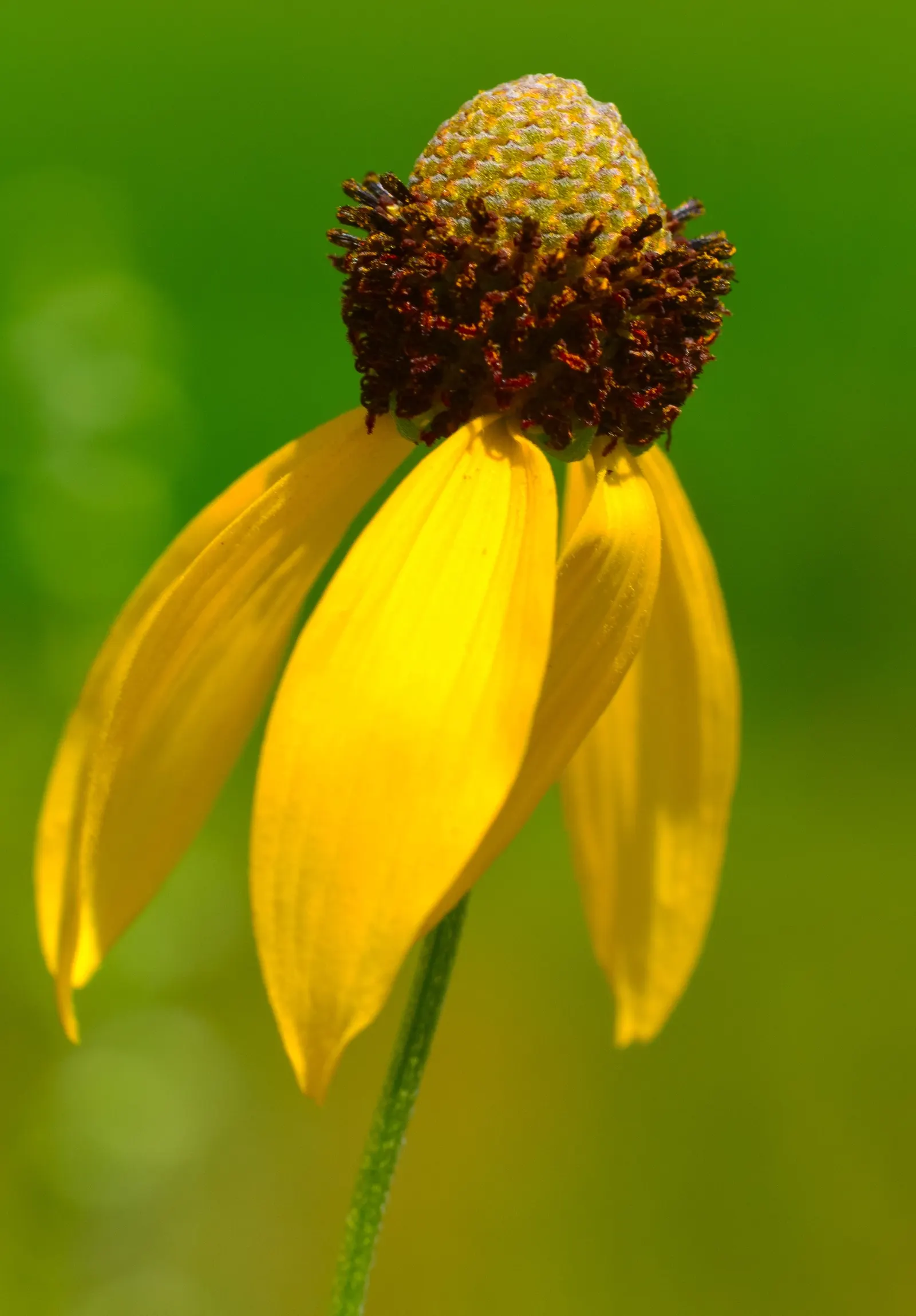 Prairie Coneflower (Ratibida Pinnata) — exhibits yellow to orange drooping petals circling a prominent central cone; wildflower aesthetic to garden, image 74