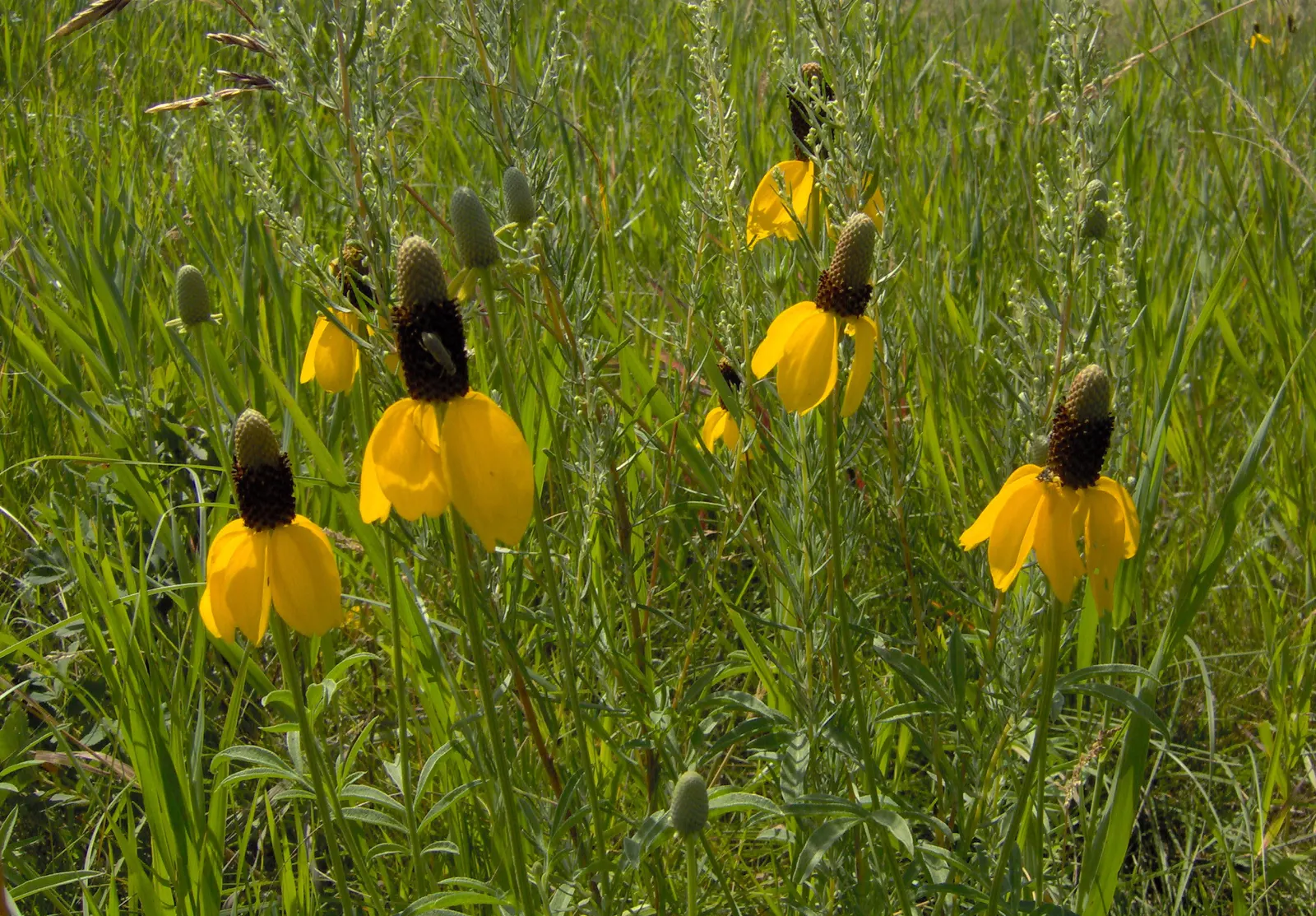 Prairie Coneflower (Ratibida Pinnata) — wildflower aesthetic to garden landscapes