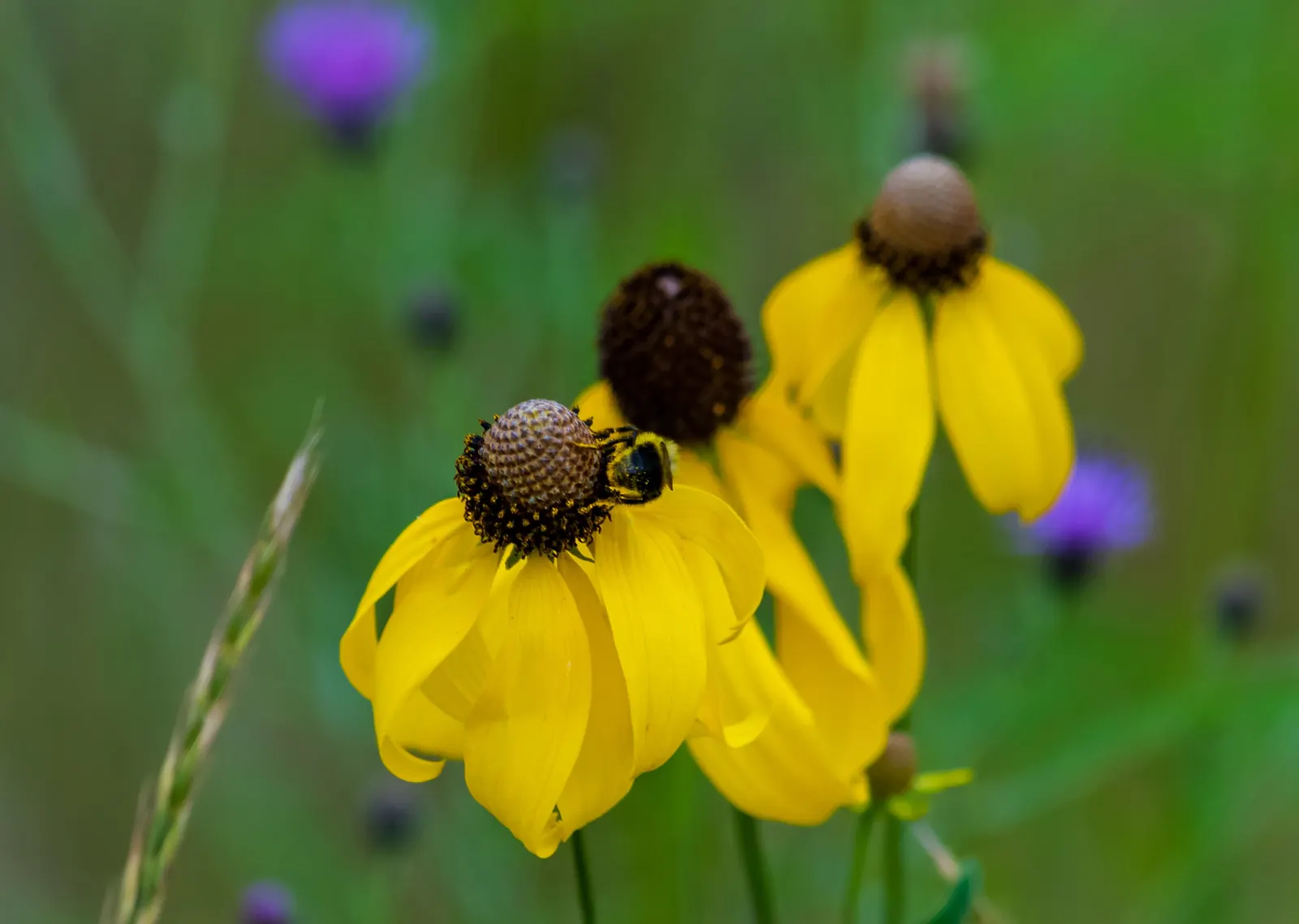 Prairie Coneflower (Ratibida Pinnata) — yellow flowers in the garden; favoring well-drained soil, image 70