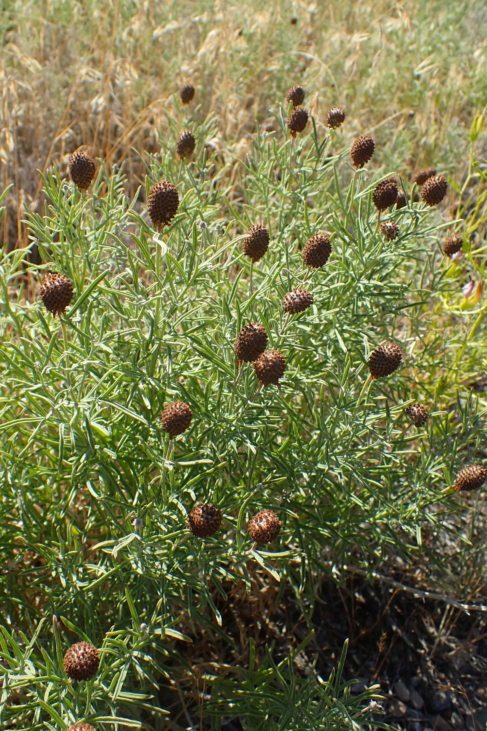 Prairie Coneflower (Ratibida Pinnata) — This resilient plant prefers well-drained soil and demonstrates moderate drought tolerance