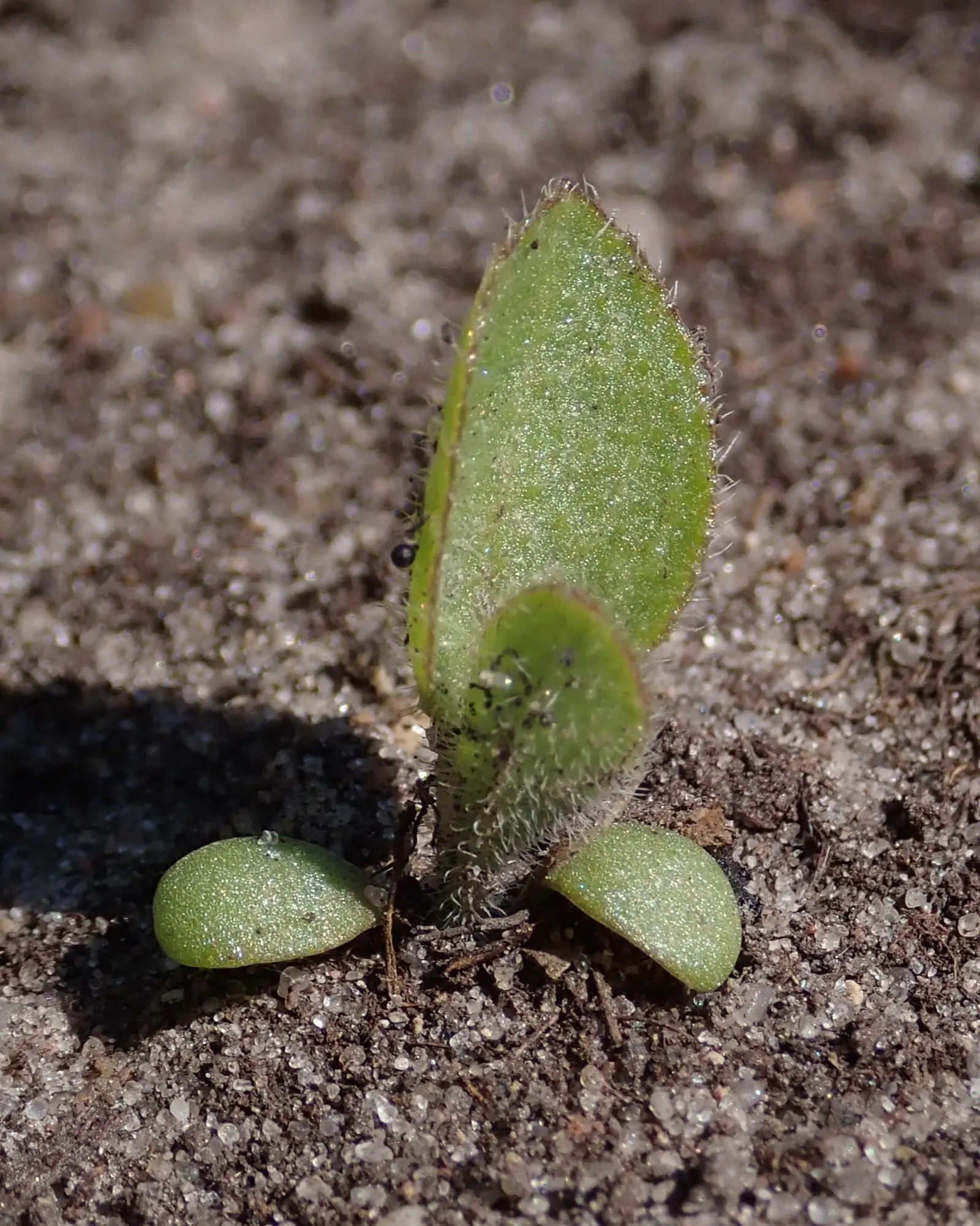 Prairie Coneflower (Ratibida Pinnata) — the Prairie Coneflower has an upright habit and thrives in full sun exposure; and is drought-resistant once, image 63