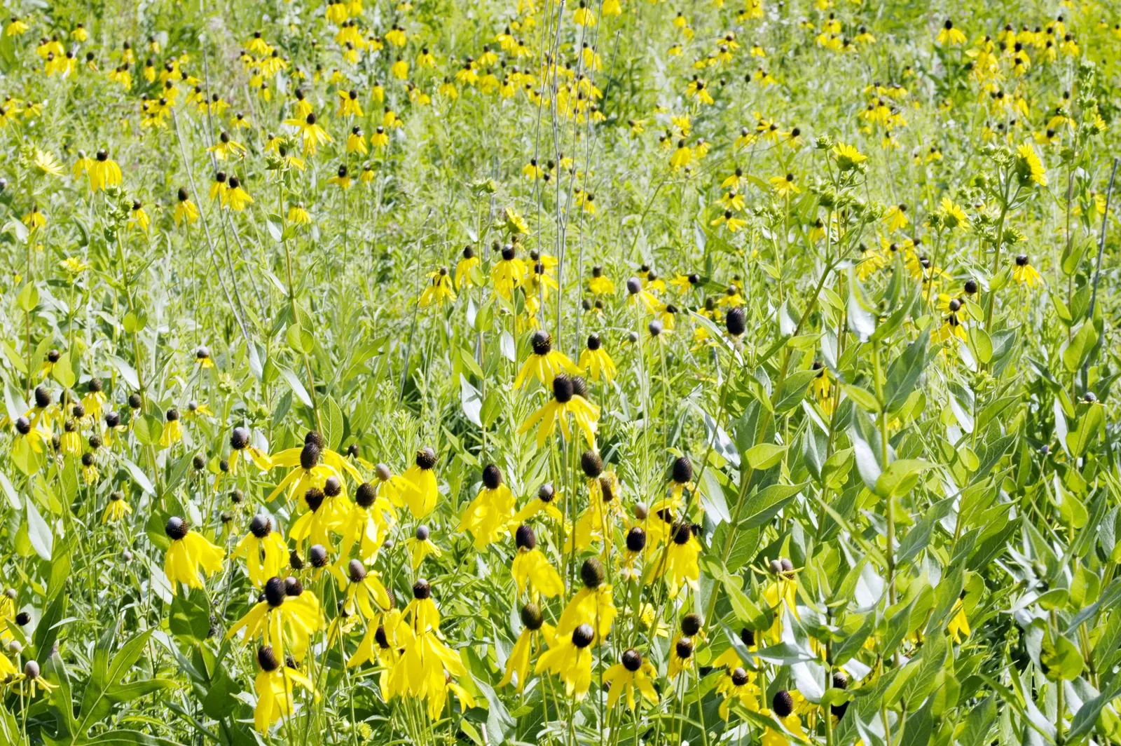 Prairie Coneflower (Ratibida Pinnata) — exhibits yellow to orange drooping petals circling a prominent central cone; wildflower aesthetic to garden landscapes