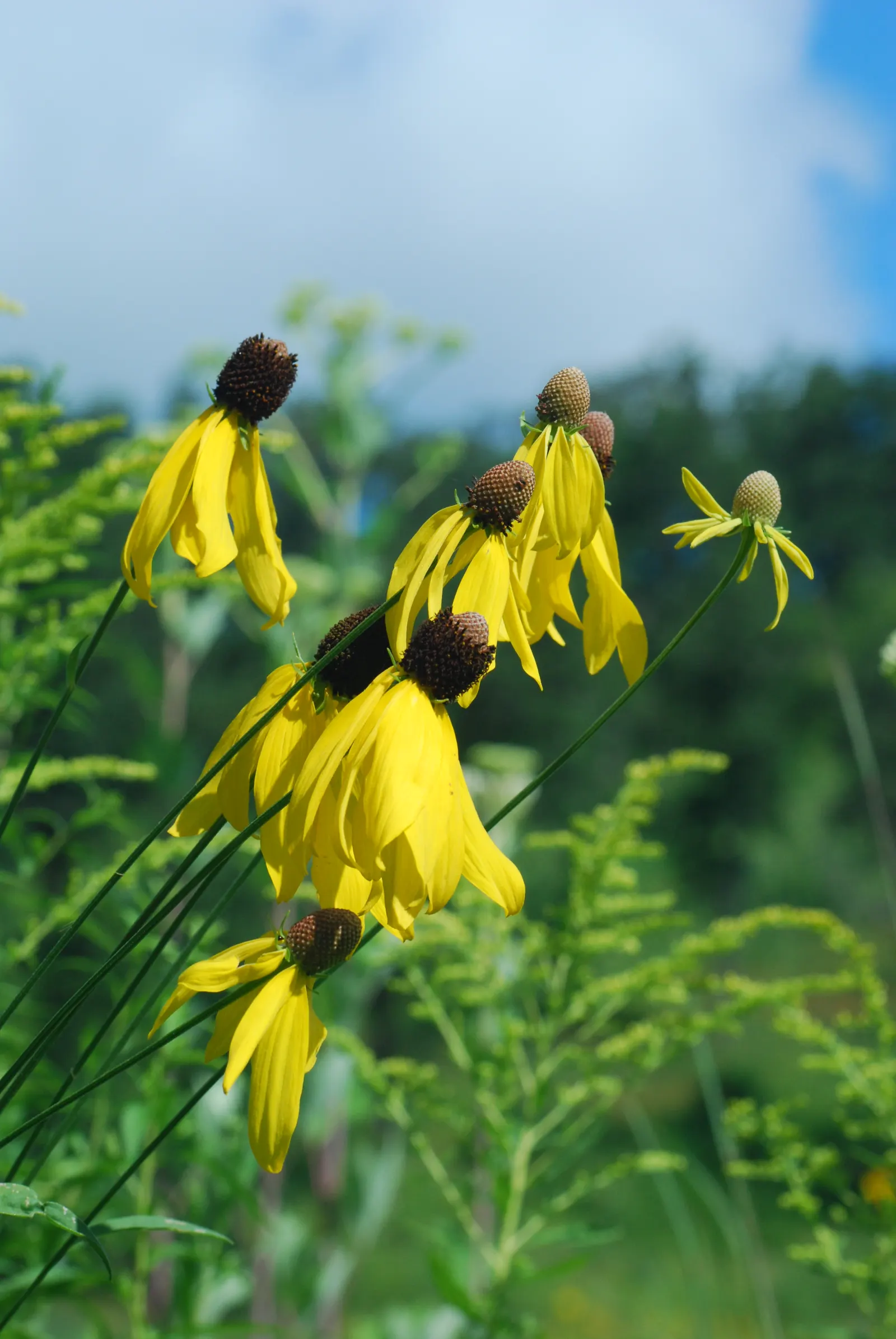 Prairie Coneflower (Ratibida Pinnata) — adding long-term visual interest to the garden; ideal for naturalistic designs, it reaches 3-5 feet in height and