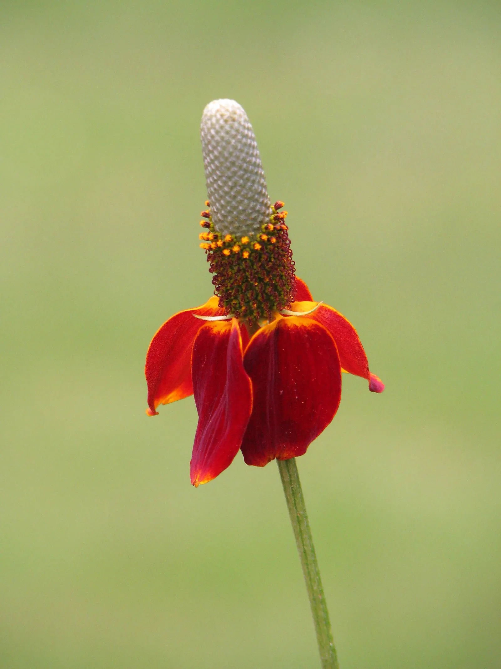 Prairie Coneflower (Ratibida Pinnata) — favoring well-drained soil; yellow flowers in the garden, image 103