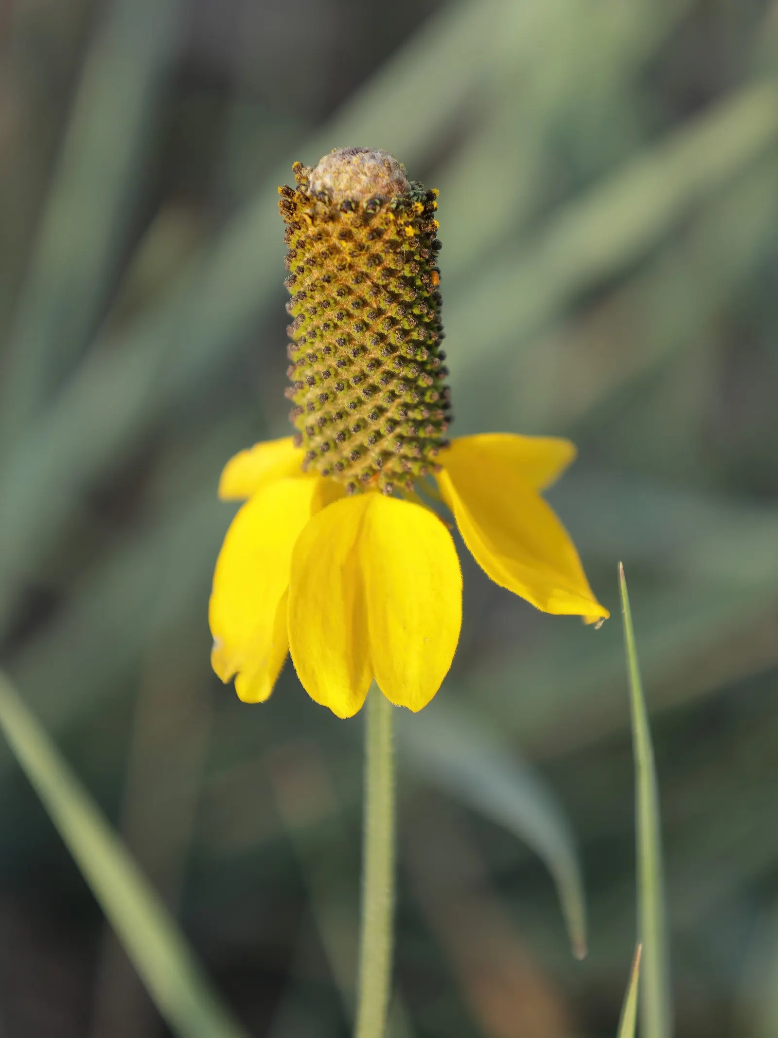 Prairie Coneflower (Ratibida Pinnata) — Ratibida pinnata blooms from early summer to early fall