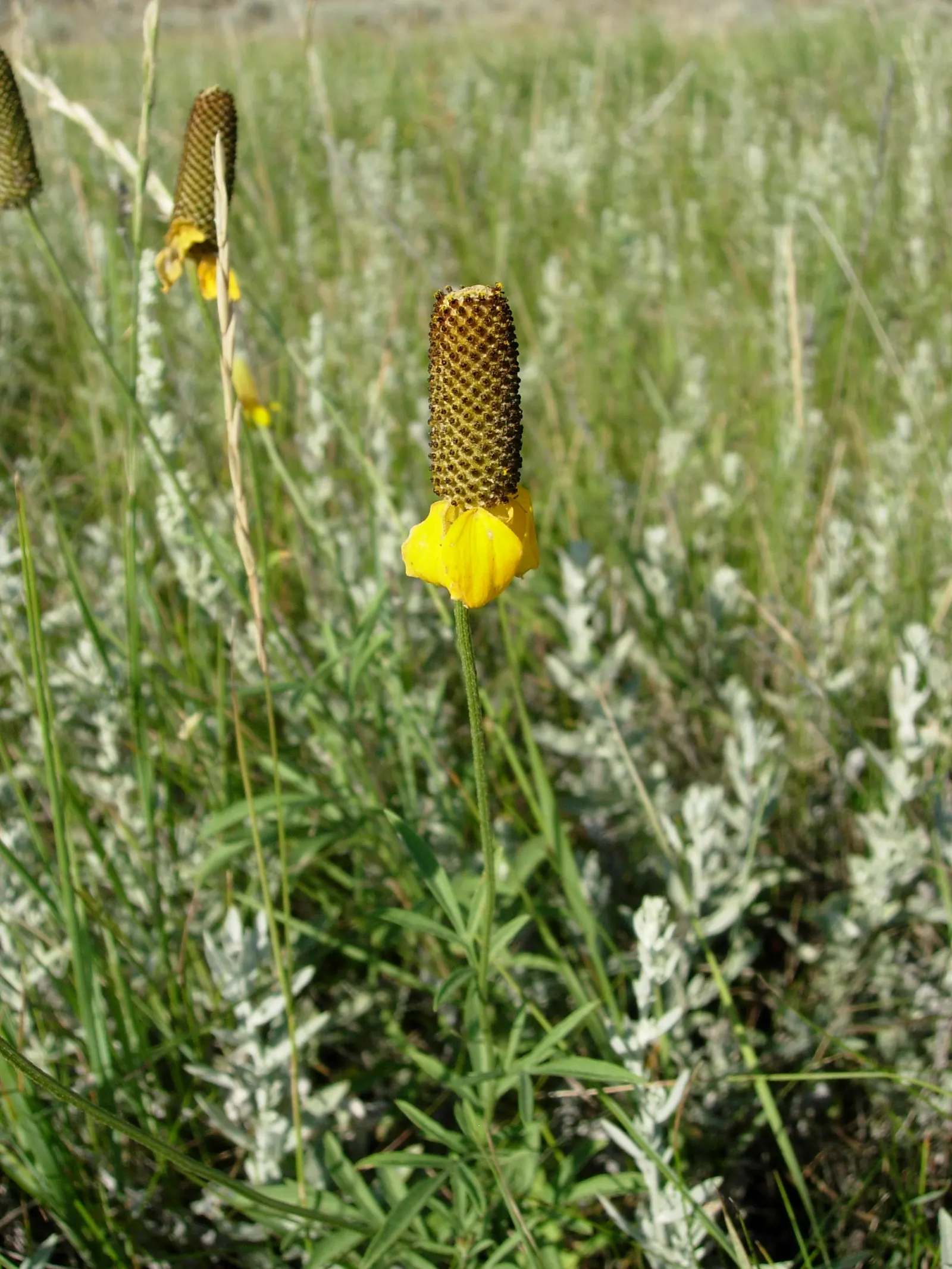 Prairie Coneflower (Ratibida Pinnata) — adding long-term visual interest to the garden; ideal for naturalistic designs, it reaches 3-5 feet in, image 90