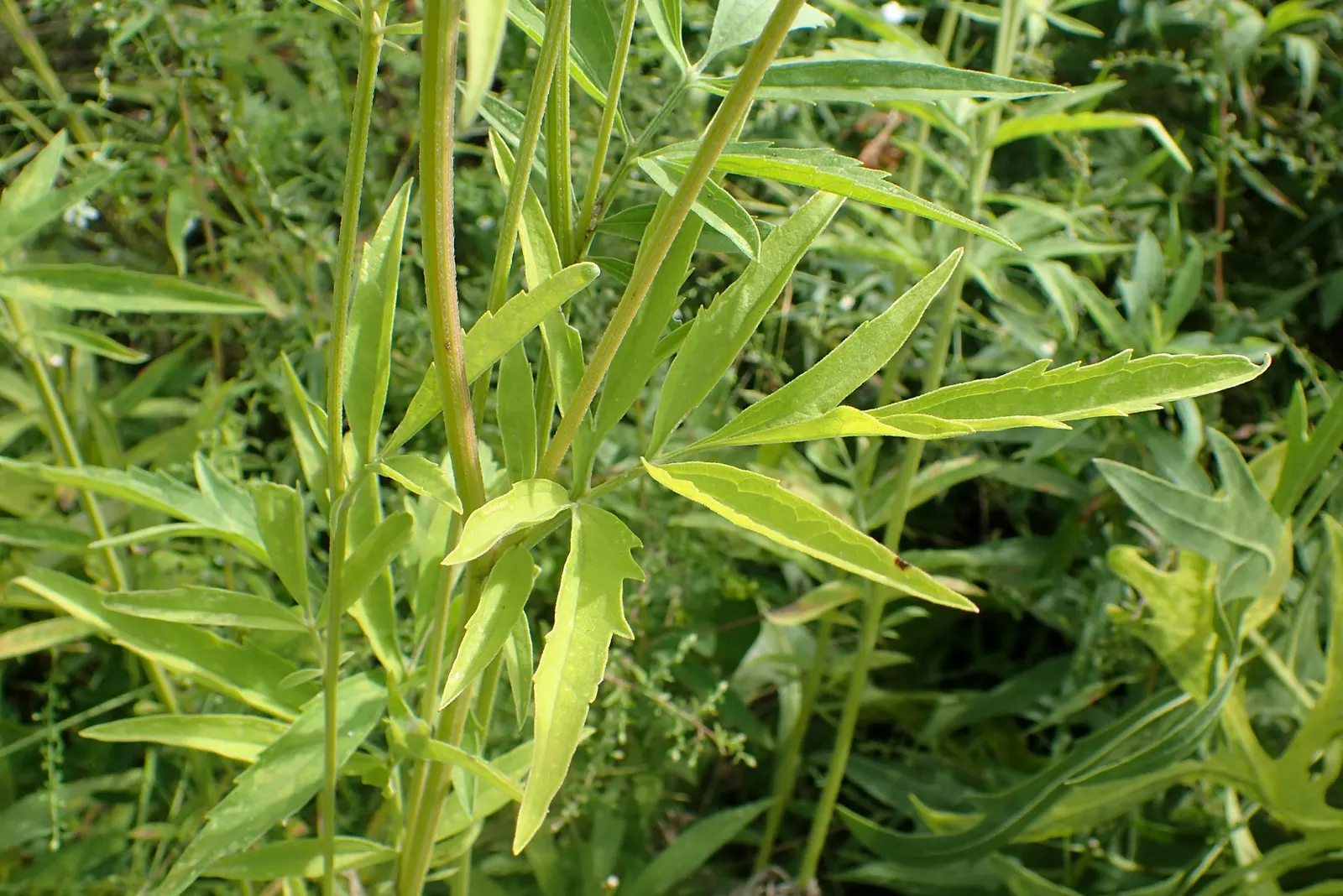 Prairie Coneflower (Ratibida Pinnata) — adding long-term visual interest to the garden; ideal for naturalistic designs, it reaches 3-5 feet in, image 66
