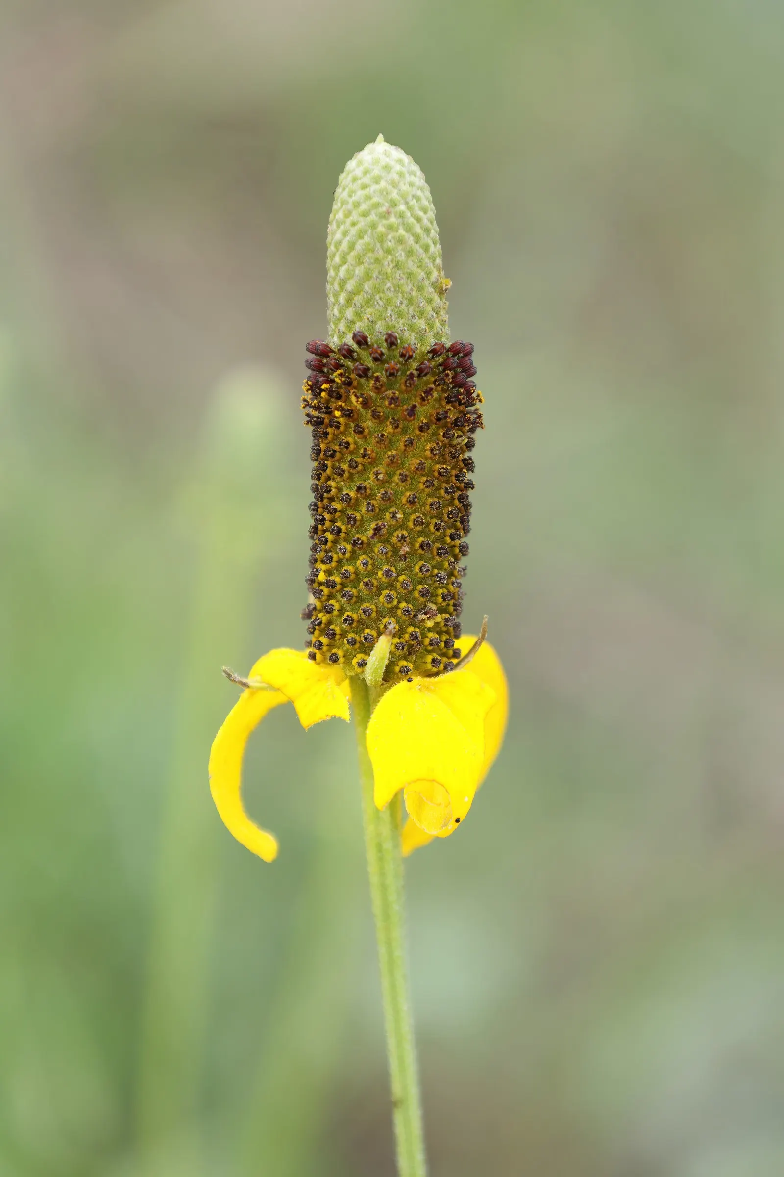 Prairie Coneflower (Ratibida Pinnata) — although leaving the seed heads can provide winter interest and feed birds; ratibida pinnata blooms from early summer
