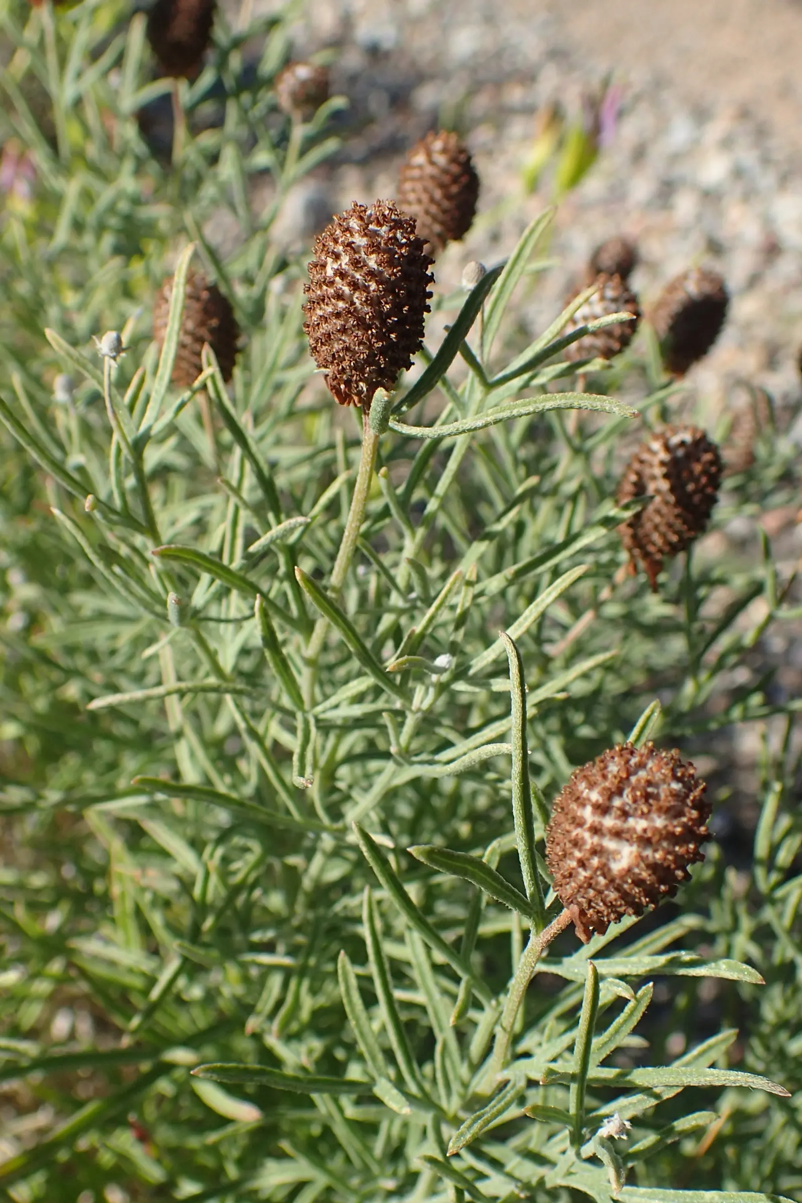 Prairie Coneflower (Ratibida Pinnata) — Ideal for naturalistic designs, it reaches 3-5 feet in height and thrives in full sun; adding long-term visual interest