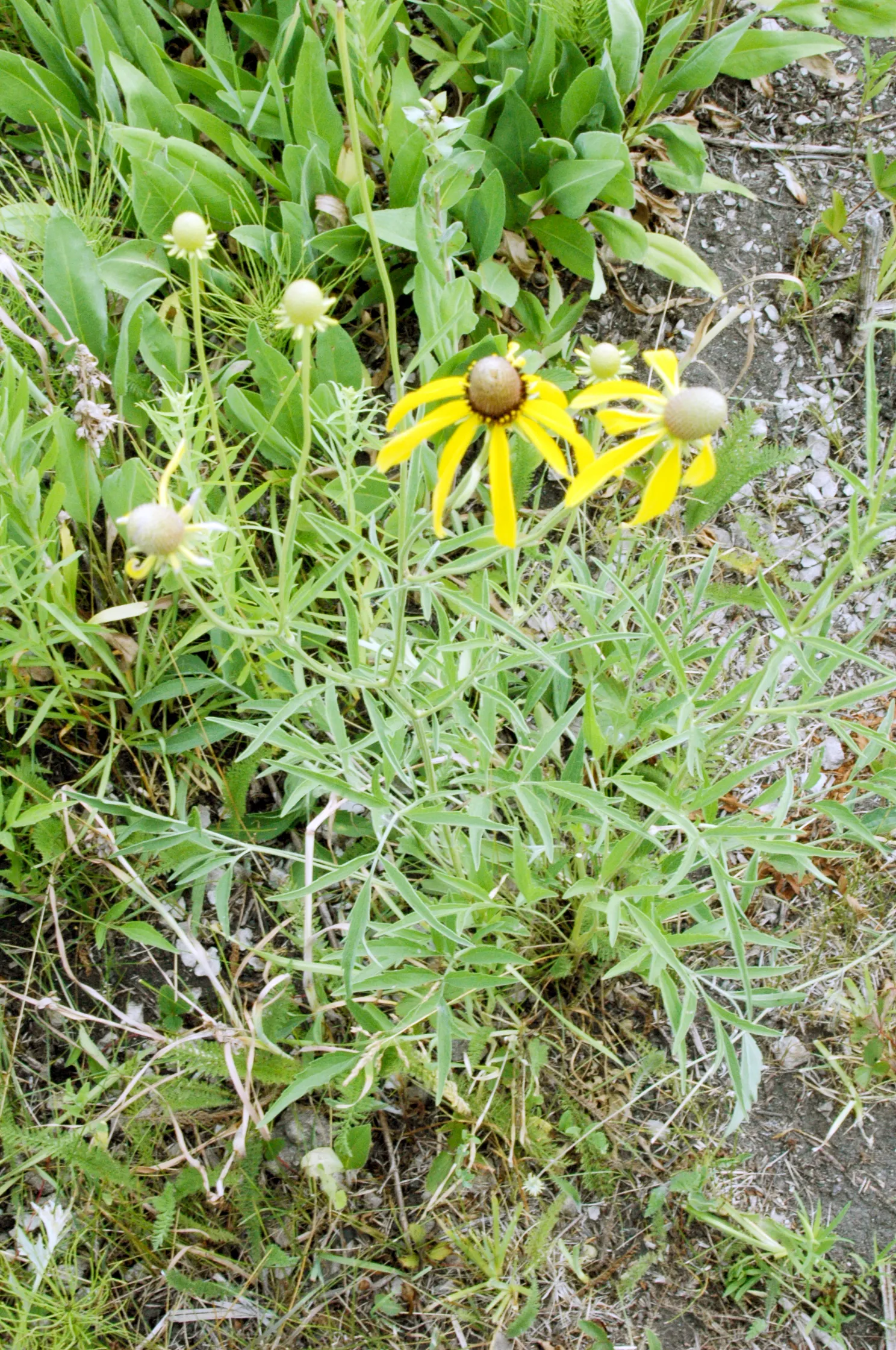 Prairie Coneflower (Ratibida Pinnata) — is a perennial herb native to the North American prairies; deadheading can encourage continued blooming, image 82