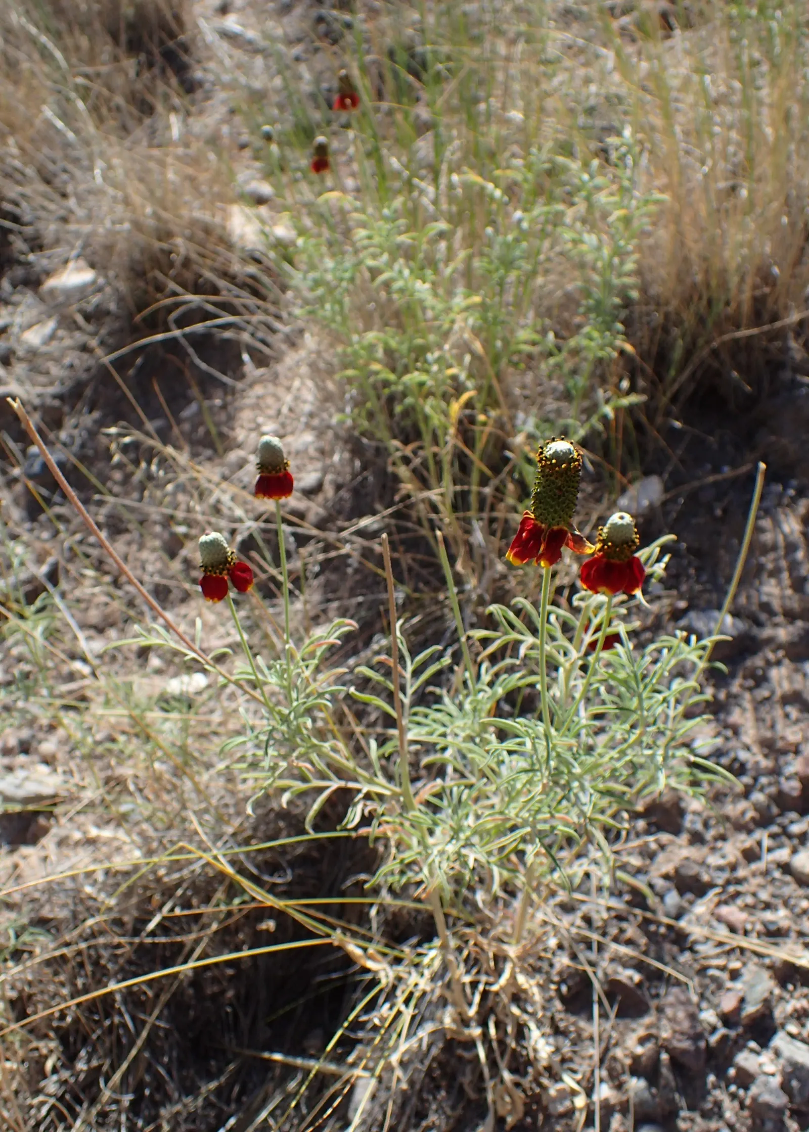 Prairie Coneflower (Ratibida Pinnata) — is a perennial herb native to the North American prairies; deadheading can encourage continued blooming, image 106