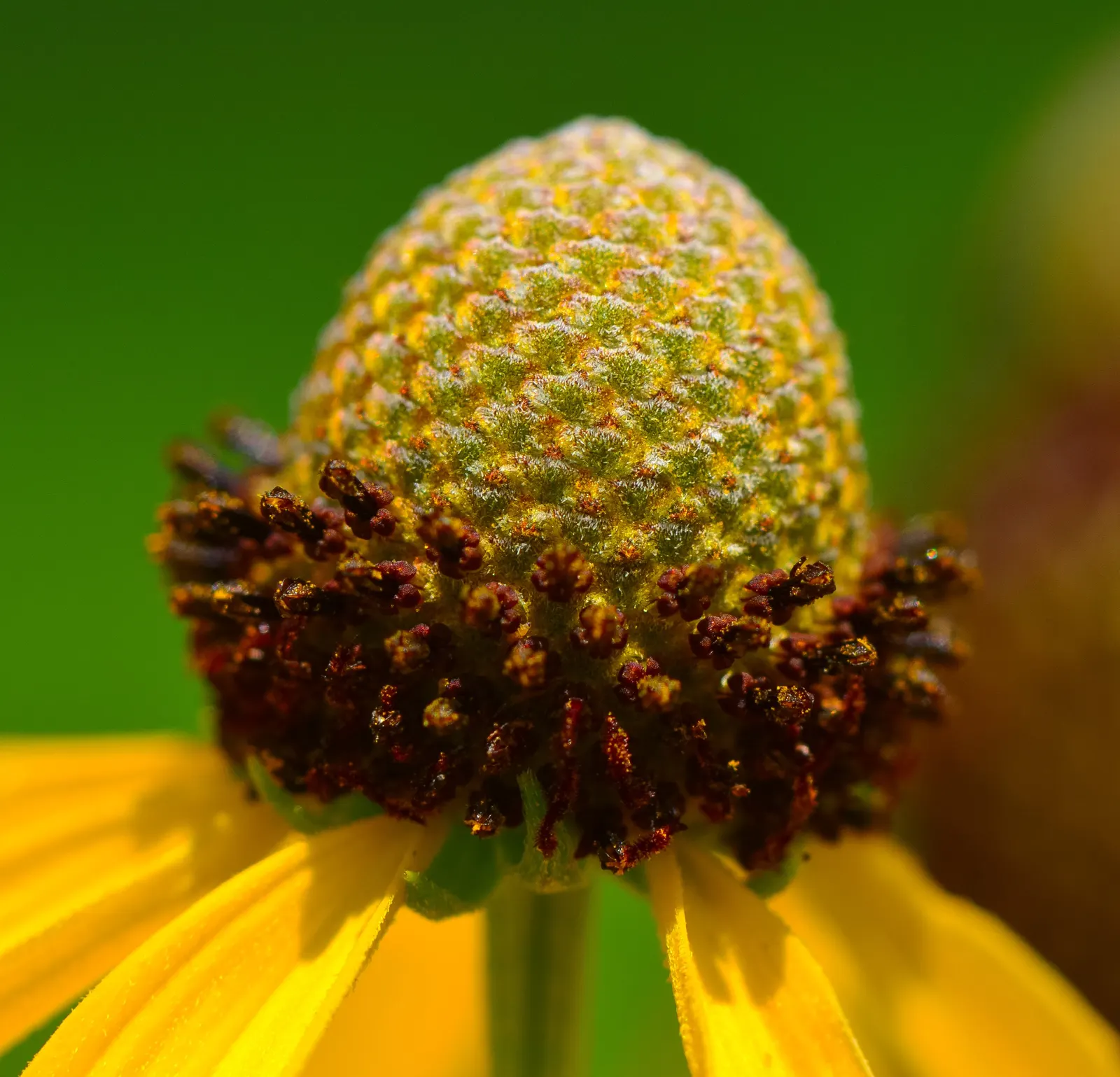 Prairie Coneflower (Ratibida Pinnata) — vertical interest to prairies and wildflower gardens; its distinctive appearance, image 81