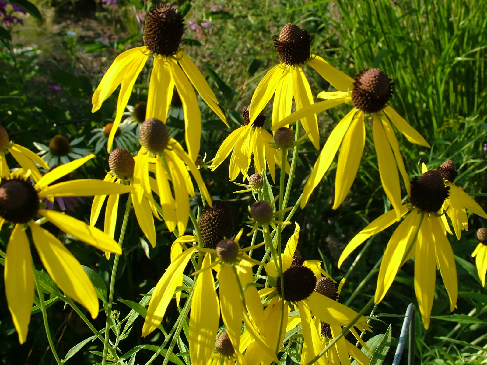 Prairie Coneflower (Ratibida Pinnata) — wildflower aesthetic to garden landscapes; exhibits yellow to orange drooping petals circling a prominent central cone