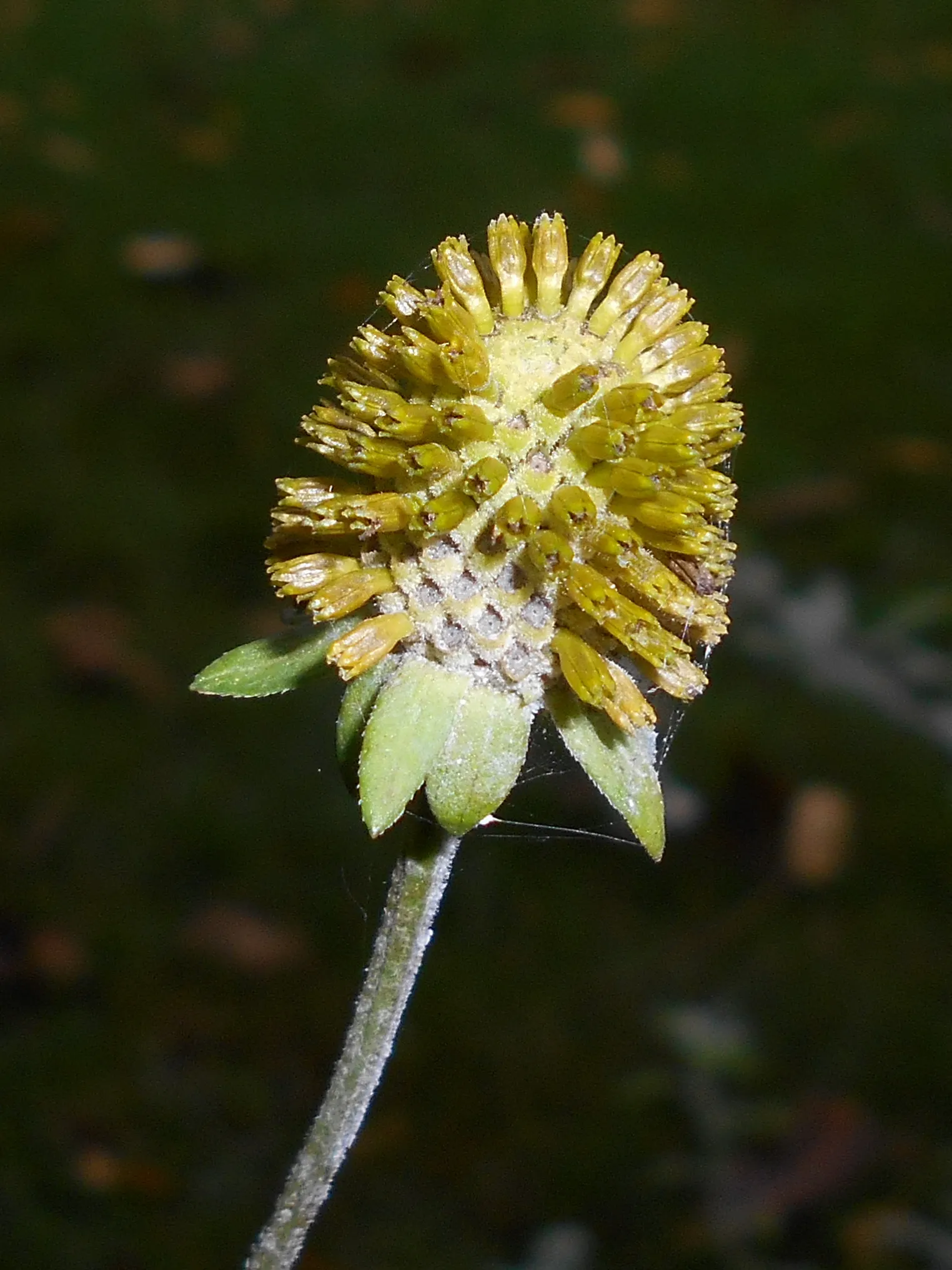 Prairie Coneflower (Ratibida Pinnata) — This resilient plant prefers well-drained soil and demonstrates moderate drought tolerance; characterized, image 112