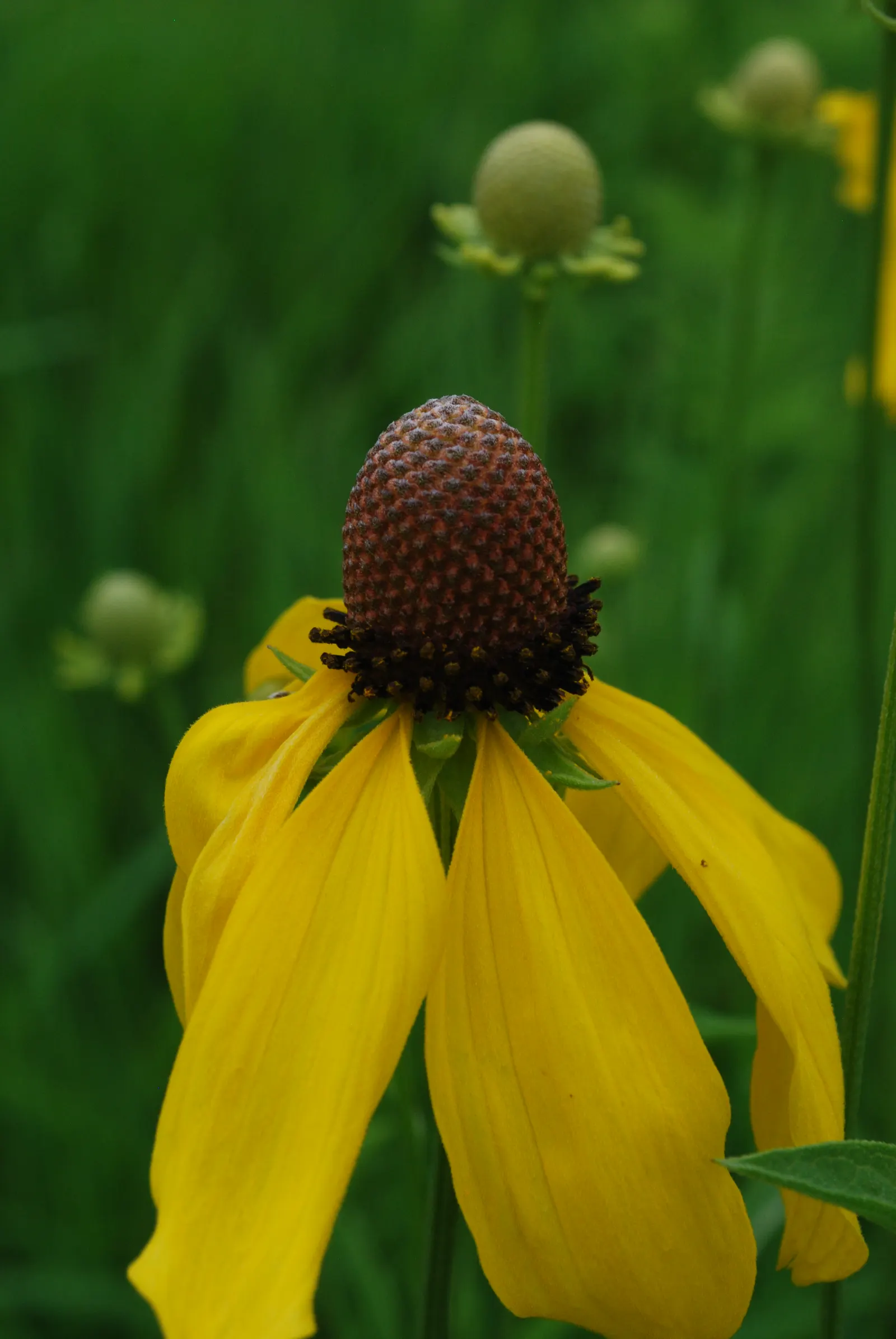 Prairie Coneflower (Ratibida Pinnata) — Its distinctive appearance; vertical interest to prairies and wildflower gardens, image 60