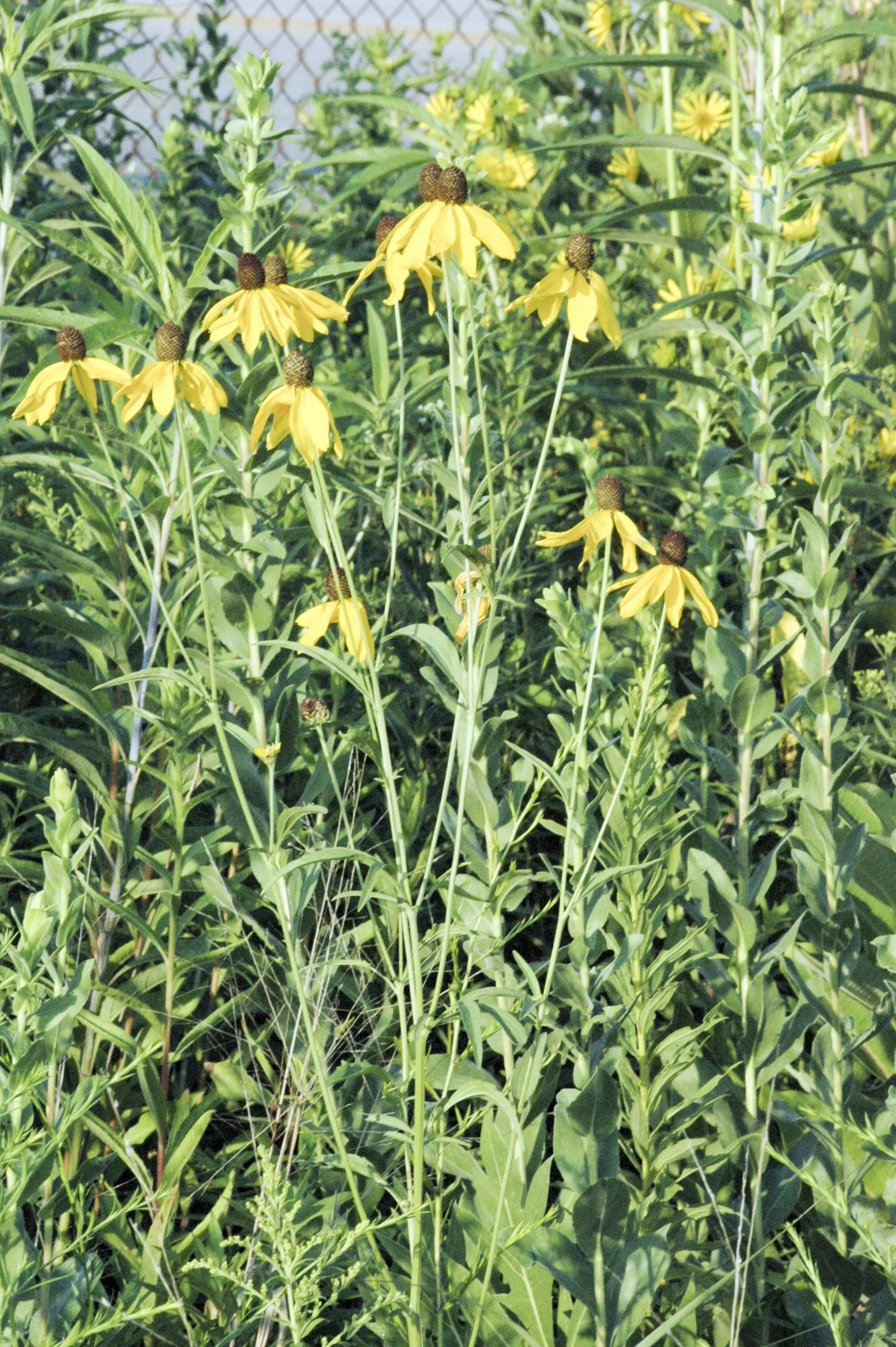 Prairie Coneflower (Ratibida Pinnata) — favoring well-drained soil; yellow flowers in the garden, image 55