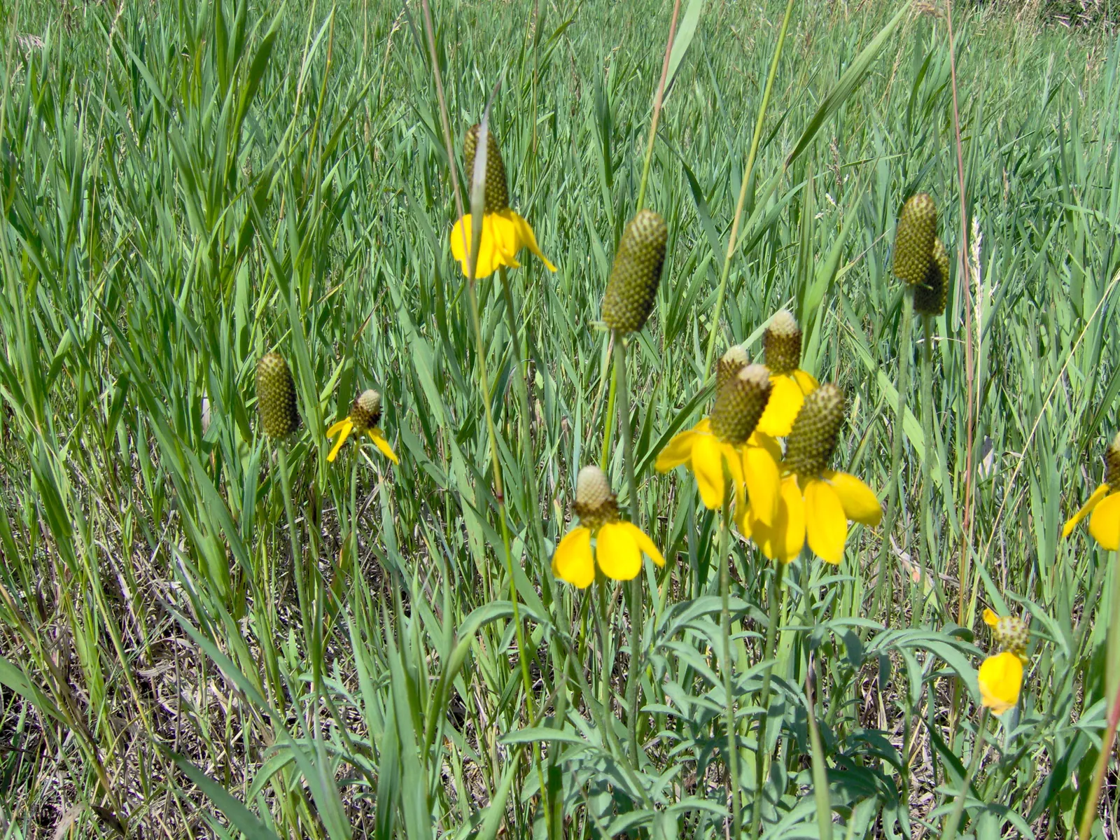 Prairie Coneflower (Ratibida Pinnata) — yellow flowers in the garden