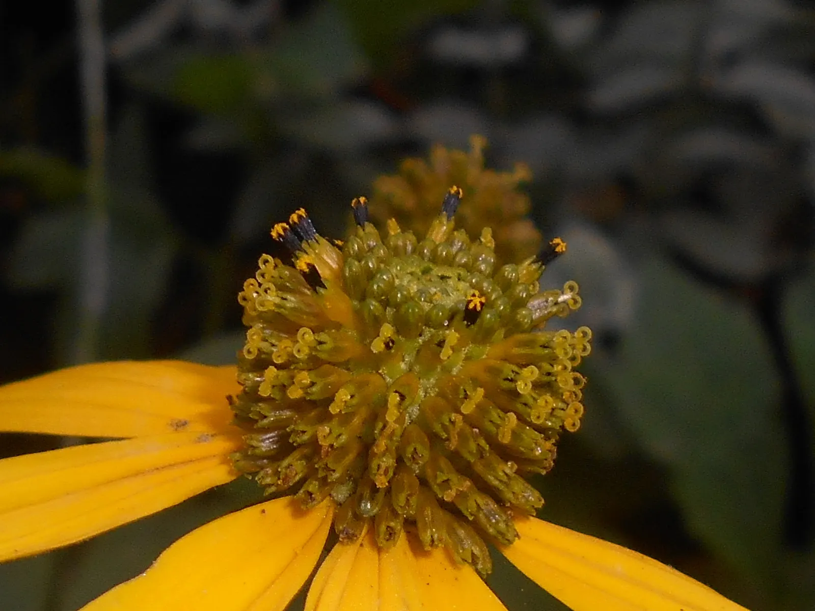 Prairie Coneflower (Ratibida Pinnata) — wildflower aesthetic to garden landscapes; exhibits yellow to orange drooping petals circling a prominent, image 107