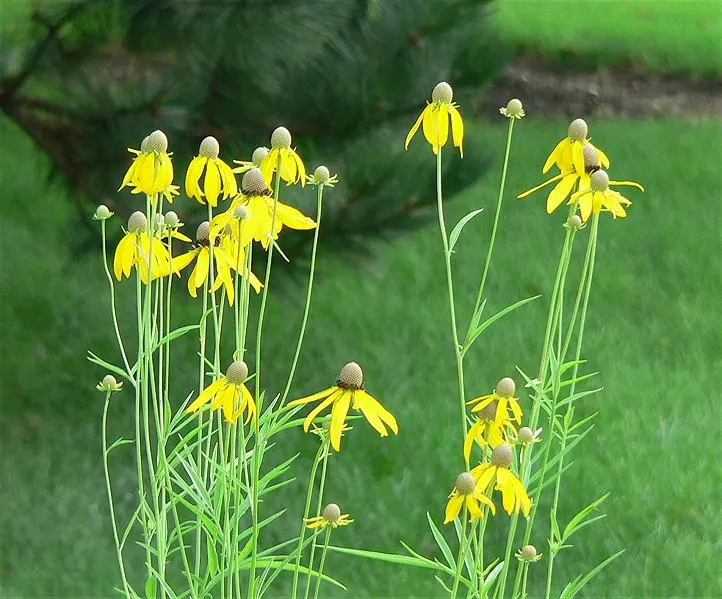 Prairie Coneflower (Ratibida Pinnata) — Prairie Coneflower (Ratibida pinnata); this perennial promotes biodiversity