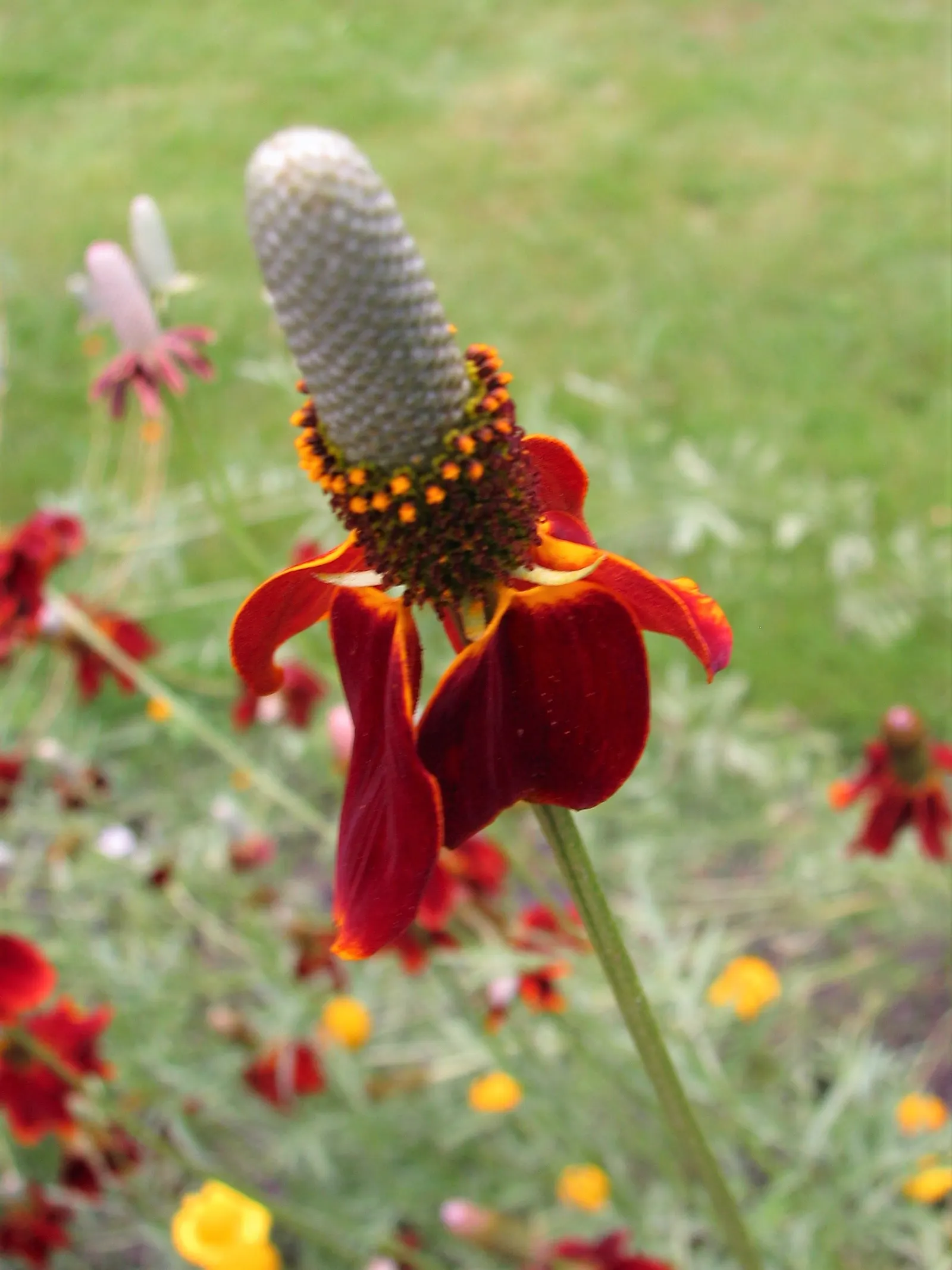 Prairie Coneflower (Ratibida Pinnata) — characterized by drooping yellow petals (ranging from 1 to 2 inches in length) and a tall; this resilient, image 61