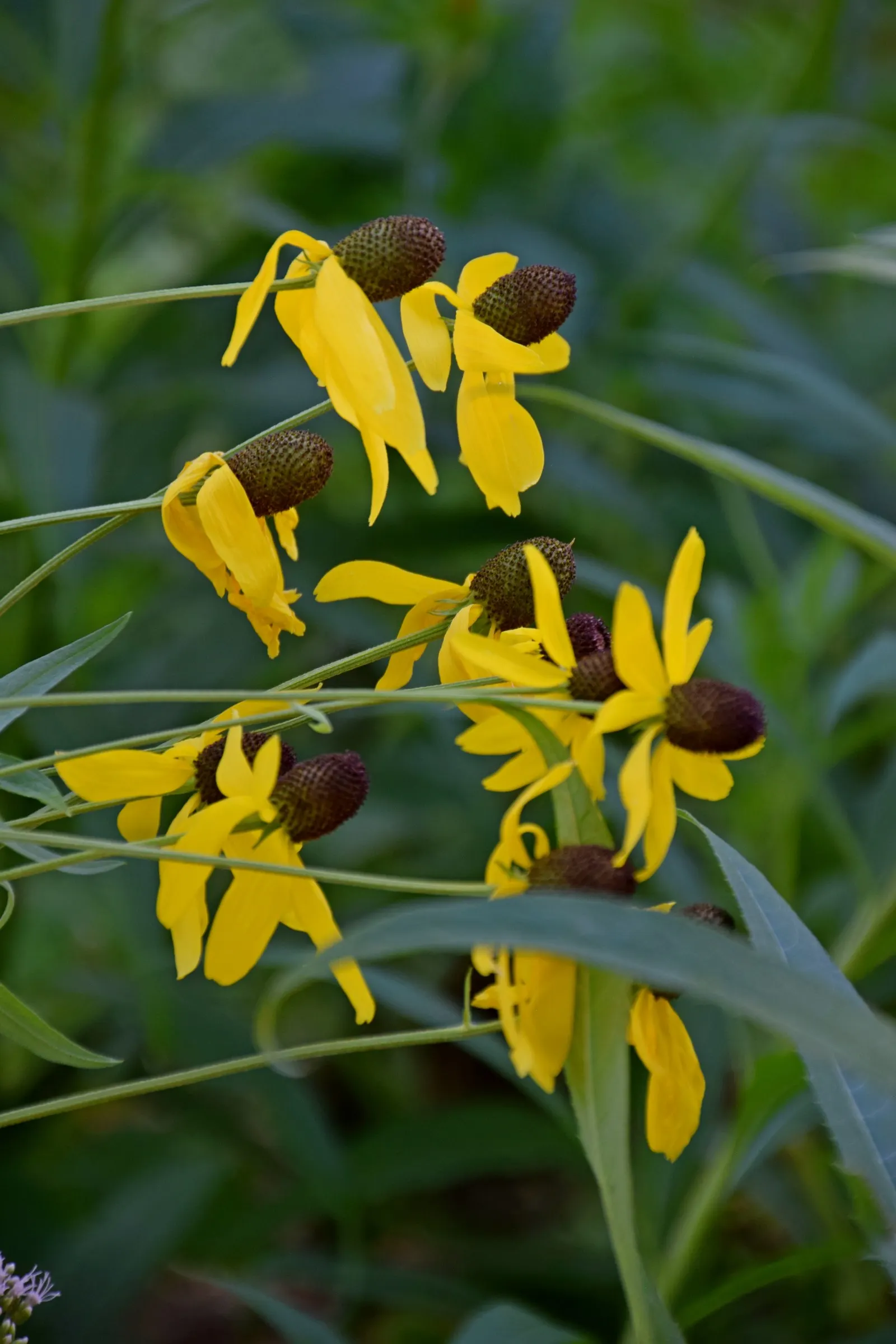 Prairie Coneflower (Ratibida Pinnata) — Prairie Coneflower (Ratibida pinnata); this perennial promotes biodiversity, image 97