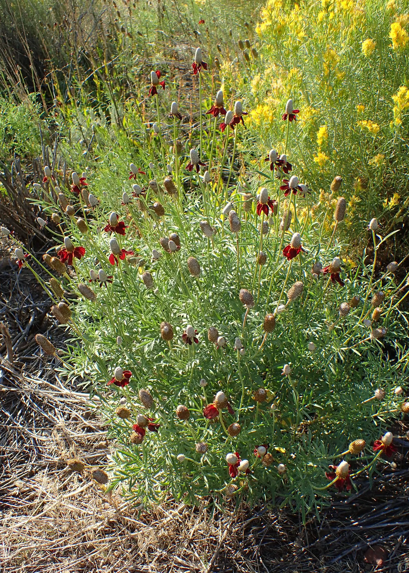 Prairie Coneflower (Ratibida Pinnata) — exhibits yellow to orange drooping petals circling a prominent central cone; wildflower aesthetic to garden, image 98