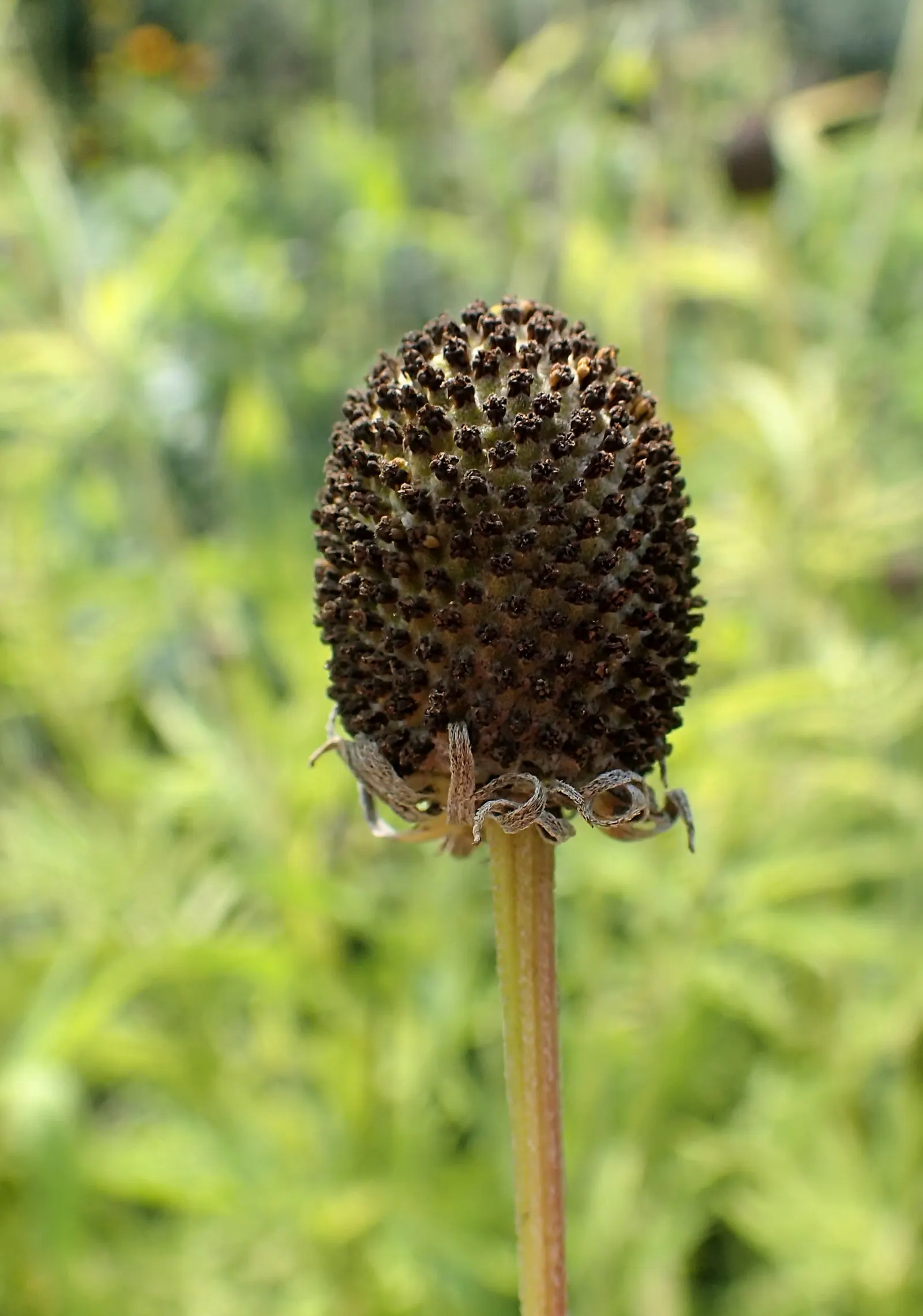 Prairie Coneflower (Ratibida Pinnata) — wildflower aesthetic to garden landscapes; exhibits yellow to orange drooping petals circling a prominent, image 59