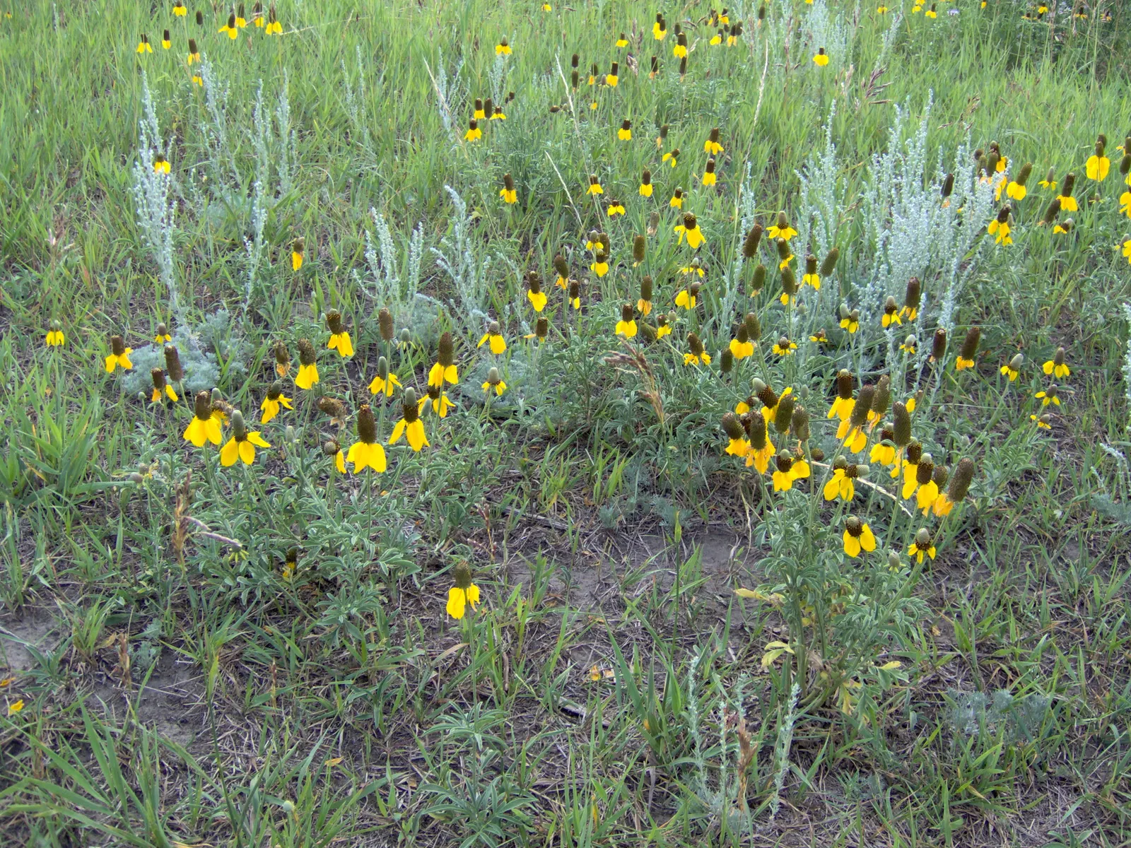 Prairie Coneflower (Ratibida Pinnata) — Ratibida pinnata blooms from early summer to early fall; although leaving the seed heads can provide winter, image 113