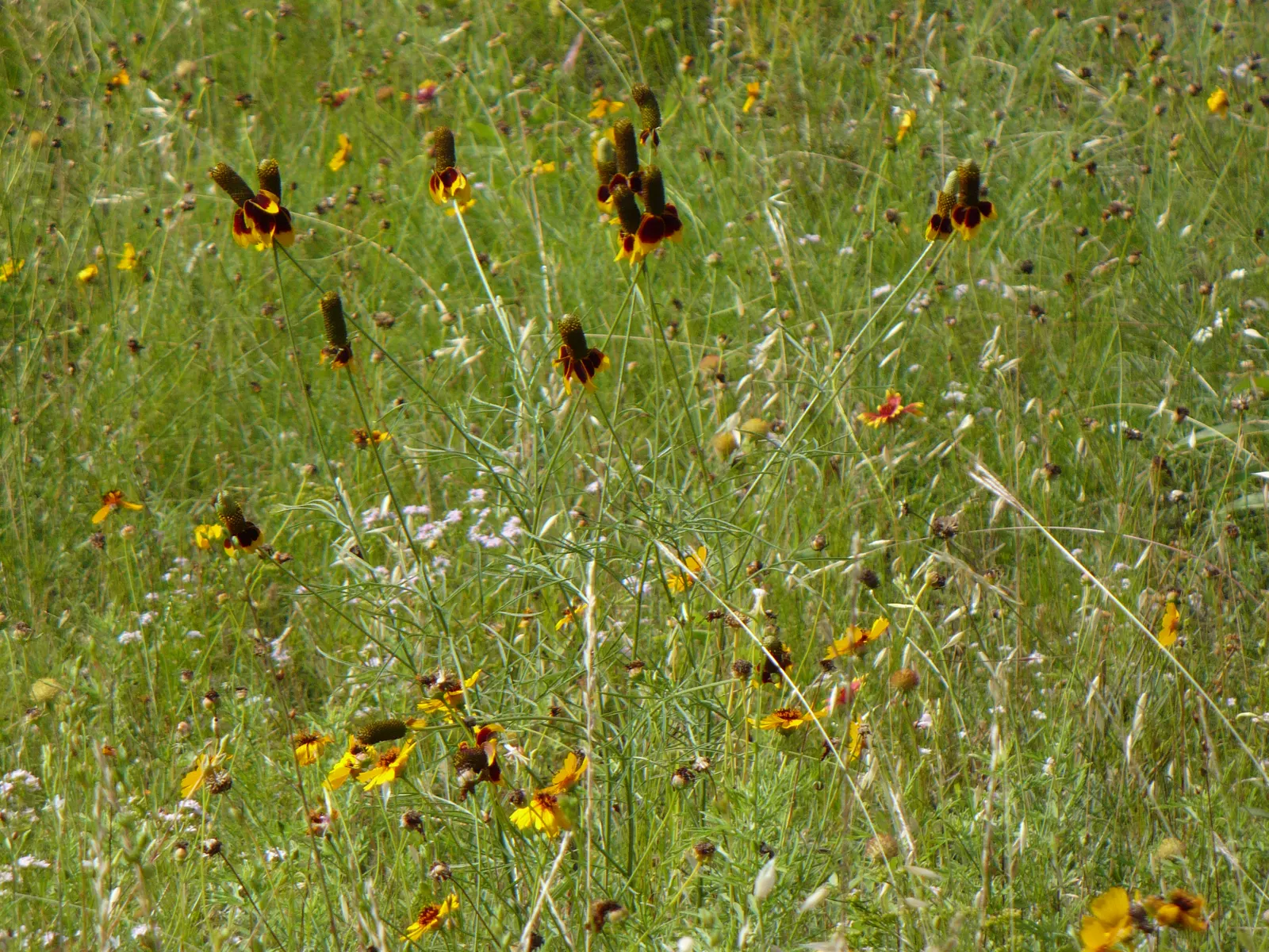 Prairie Coneflower (Ratibida Pinnata) — This resilient plant prefers well-drained soil and demonstrates moderate drought tolerance; characterized, image 88