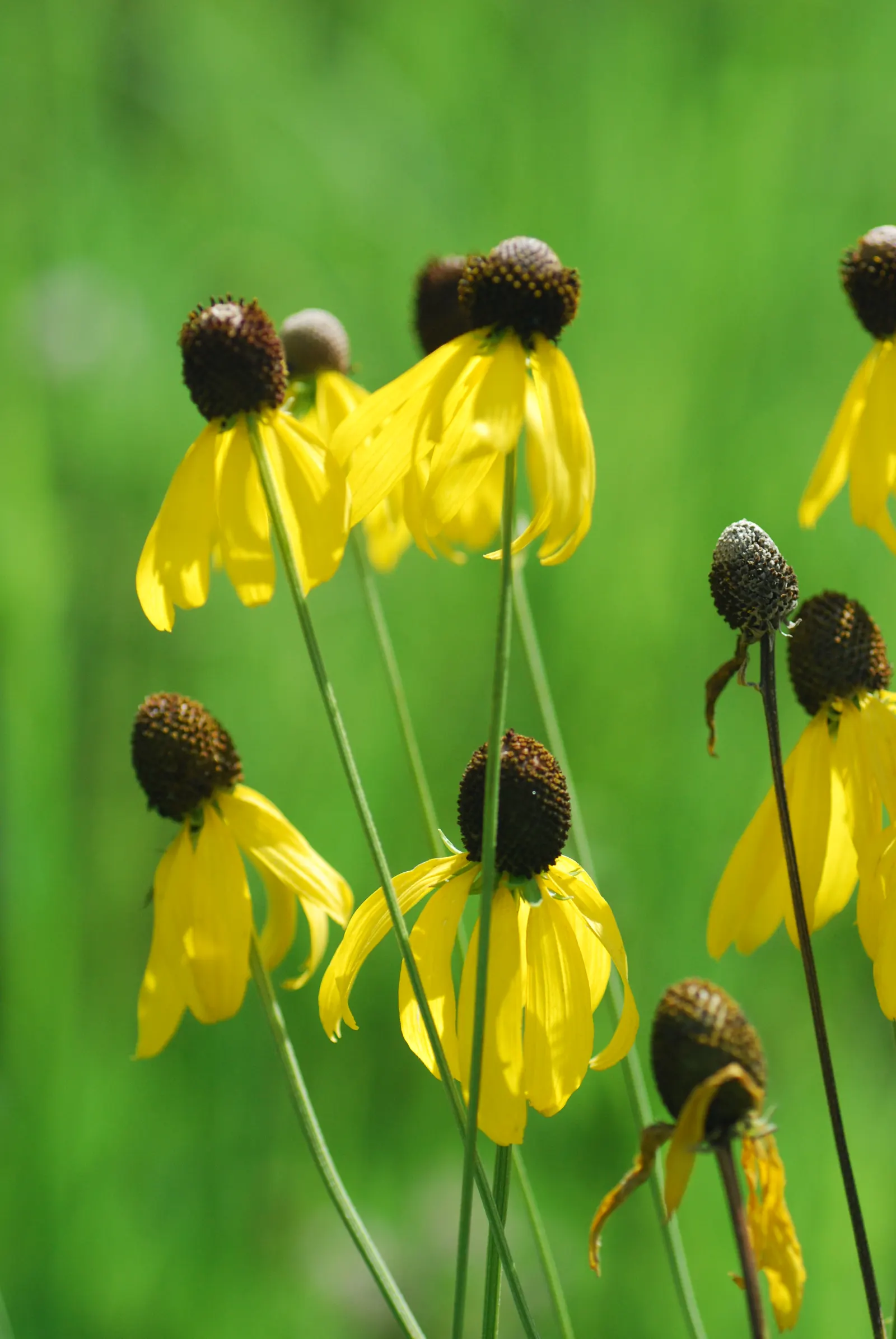 Prairie Coneflower (Ratibida Pinnata) — is a perennial herb native to the North American prairies; deadheading can encourage continued blooming, image 58