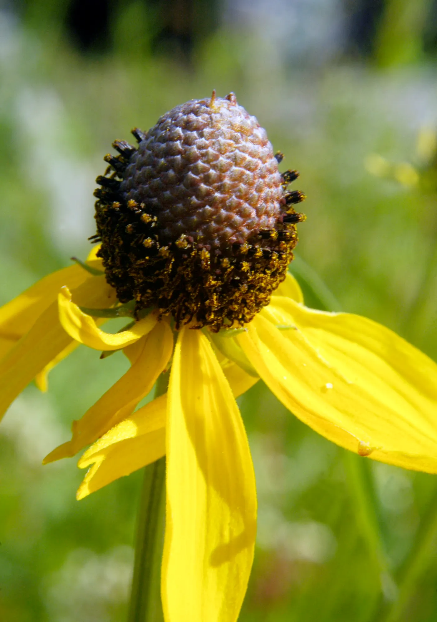 Prairie Coneflower (Ratibida Pinnata) — vertical interest to prairies and wildflower gardens; its distinctive appearance