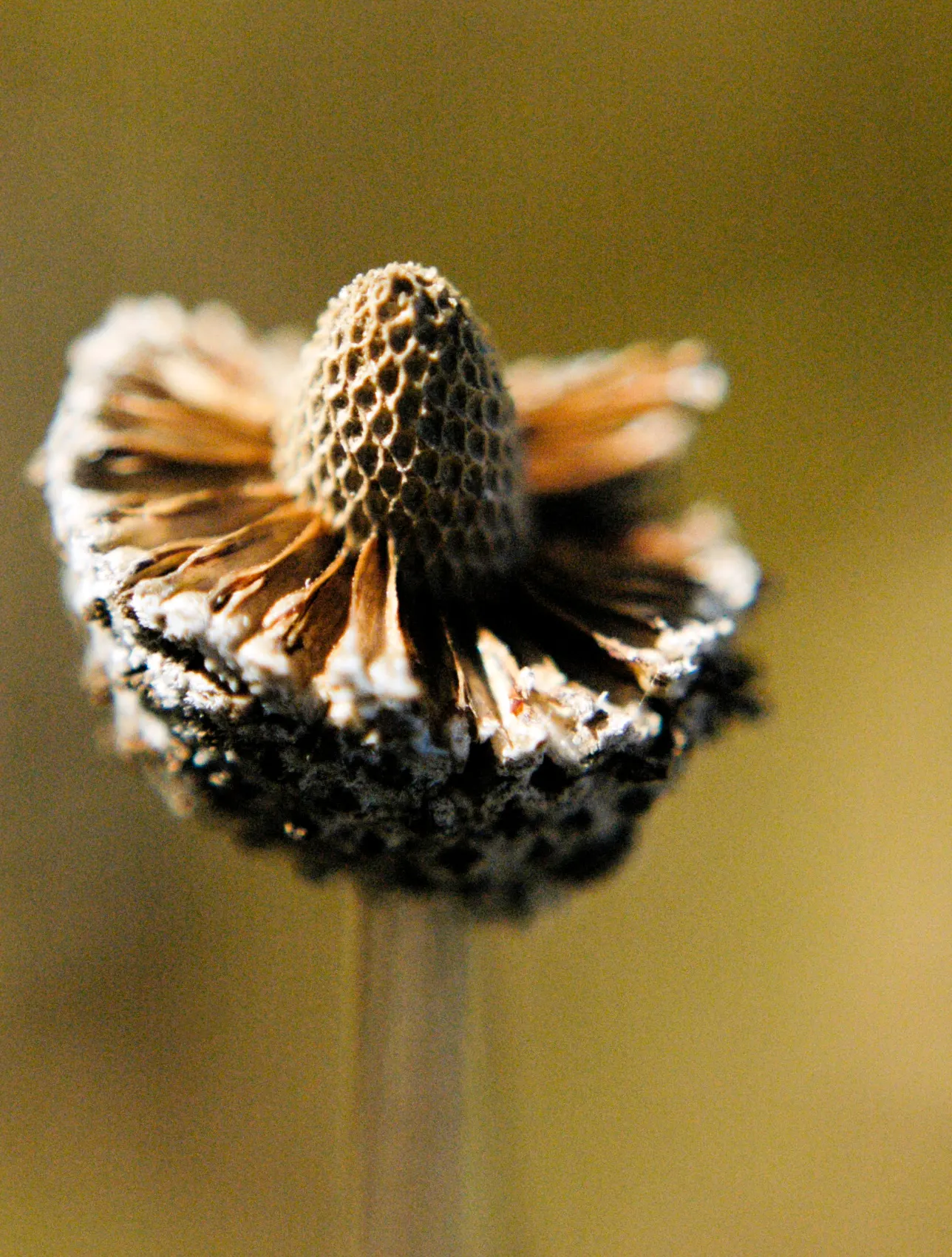 Prairie Coneflower (Ratibida Pinnata) — Deadheading can encourage continued blooming