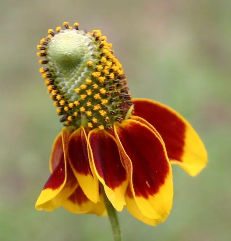 Prairie Coneflower (Ratibida Pinnata) — Its distinctive appearance; vertical interest to prairies and wildflower gardens, image 108